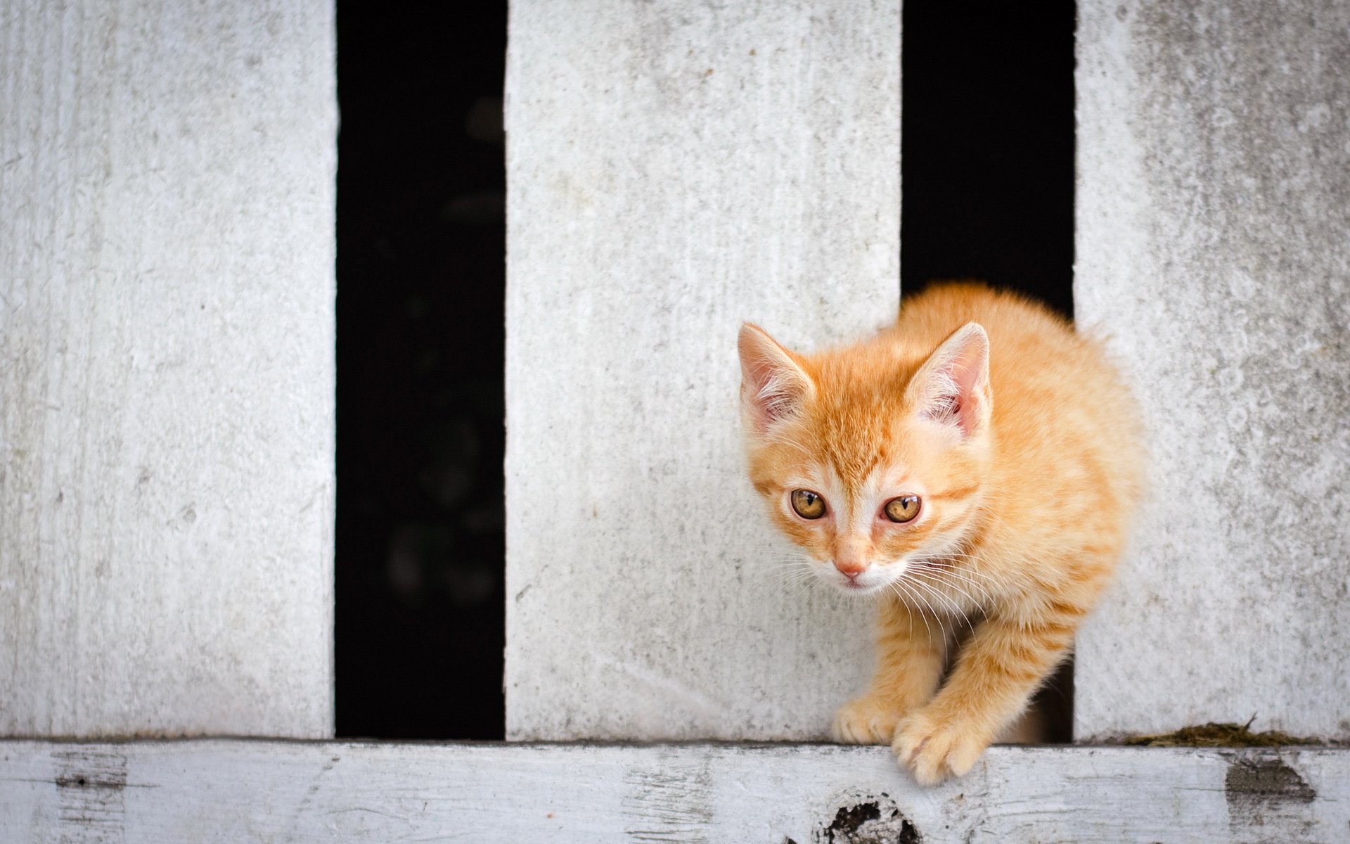 cat fence background