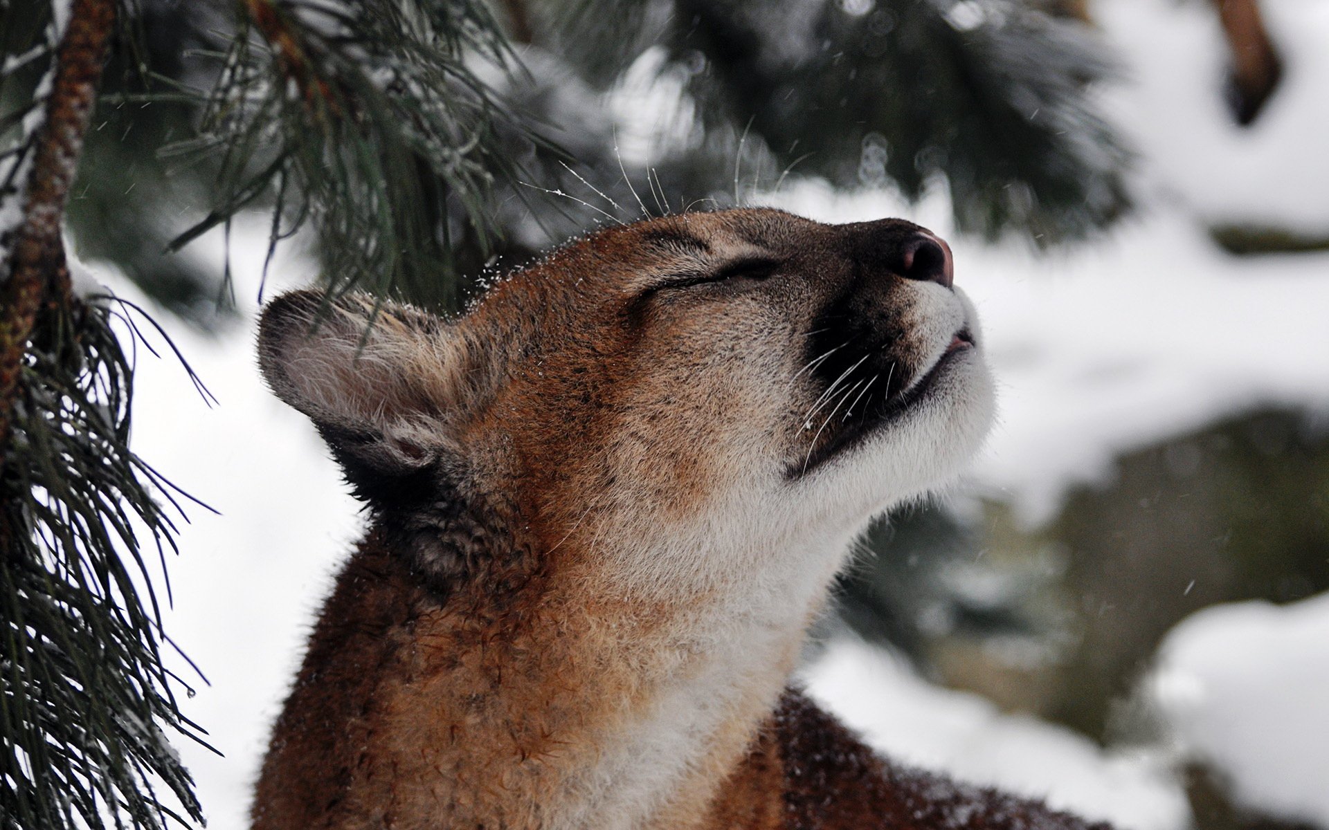 puma cougar mountain lion snow face mustache predator branch pine