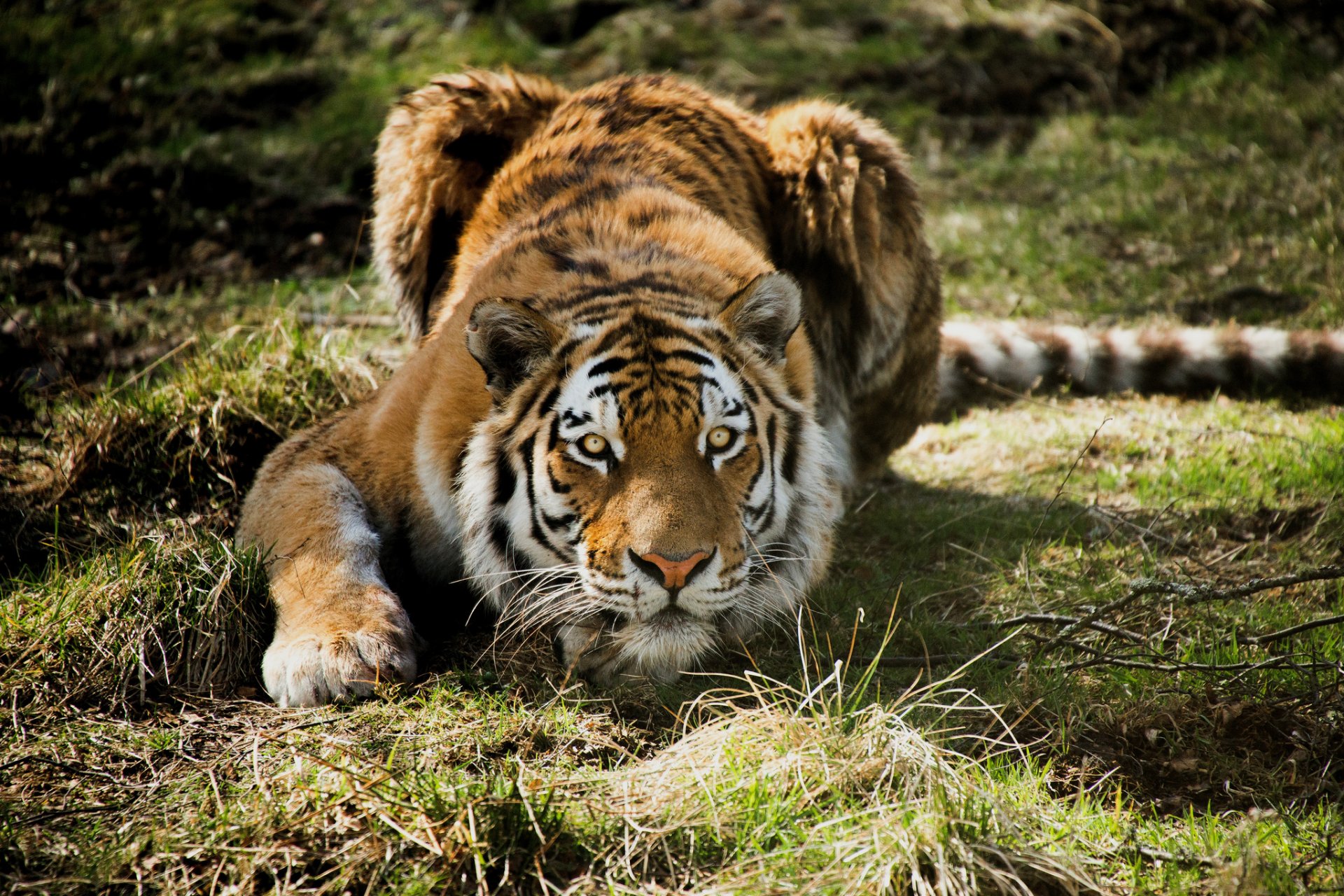 tigre prédateur chasse herbe