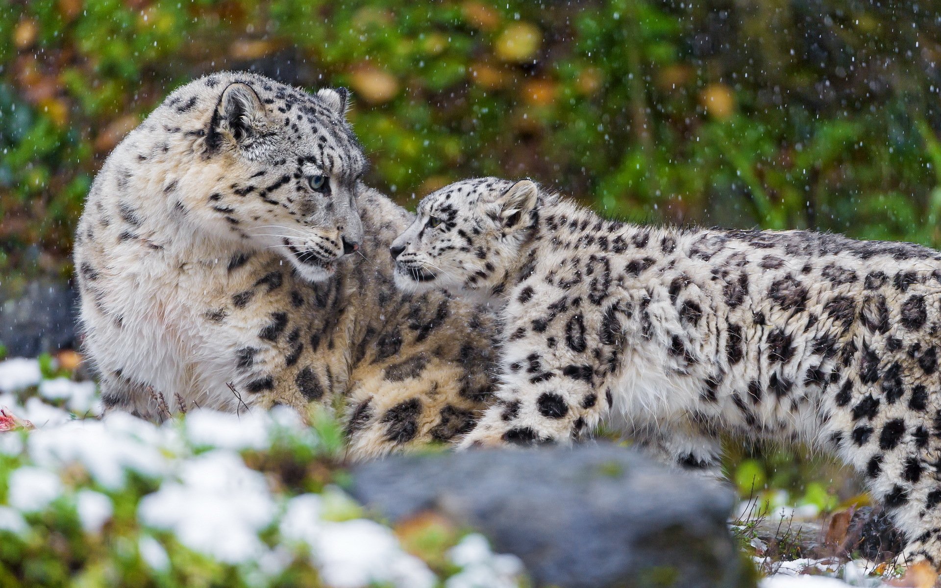 schneeleopard irbis mutter paar familie