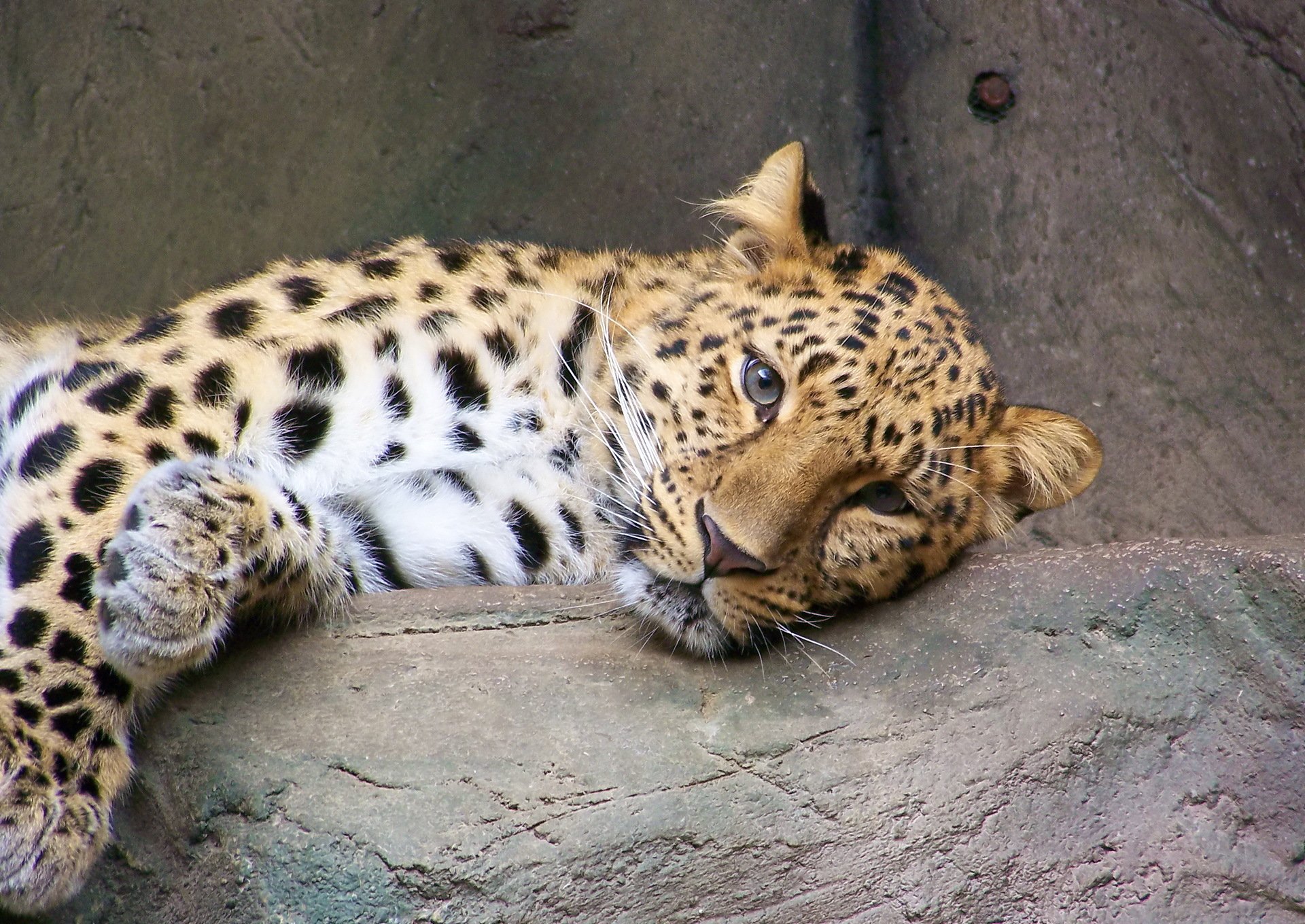 leopardo estremo oriente riposo vista gatto maculato