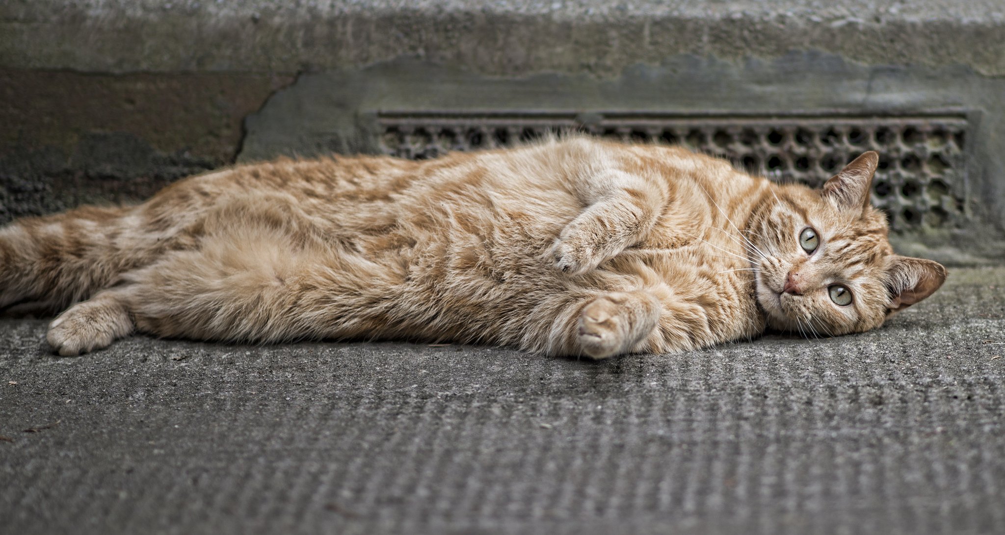 gato pelirrojo lana patas cara ojos orejas bigote