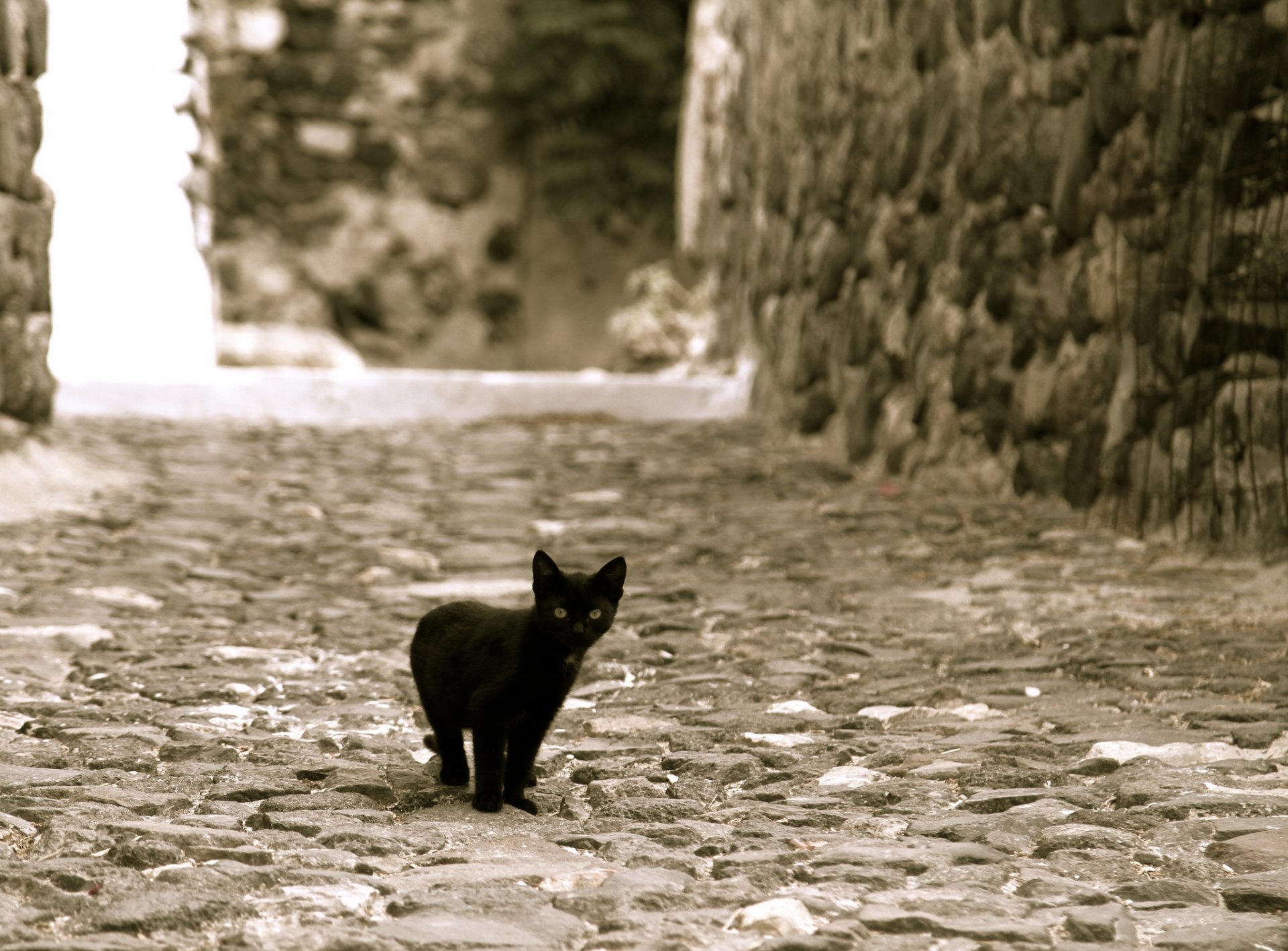 calle gatito negro mirando