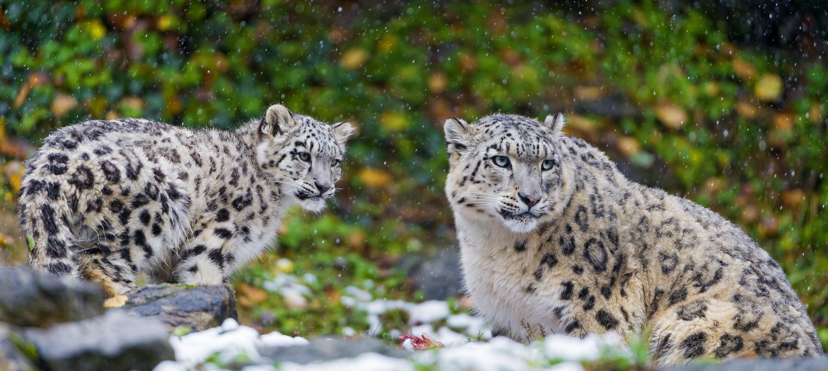 léopard des neiges irbis prédateur famille couple mère