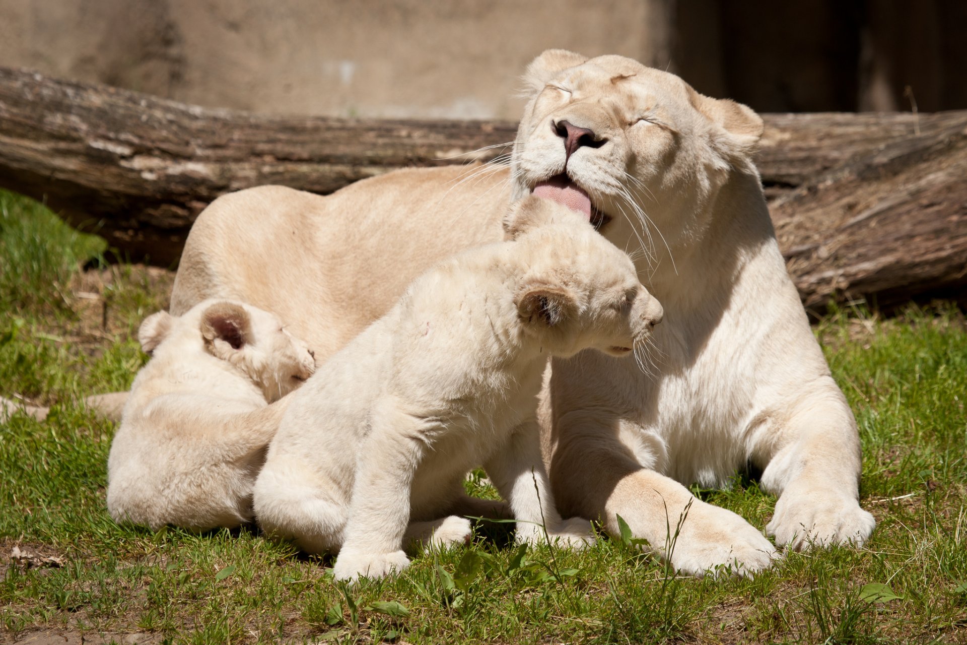 lions blancs lionne lionceaux chats famille lavage langue