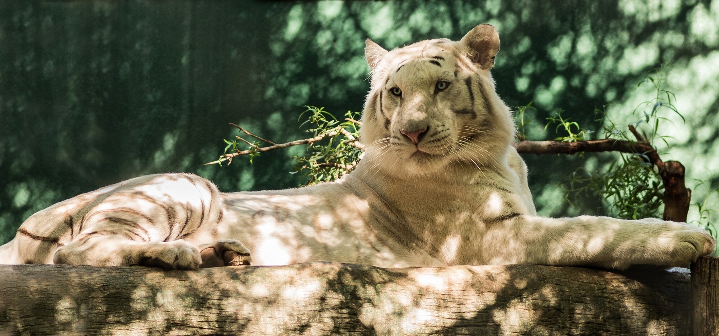 tigre blanco depredador tronco