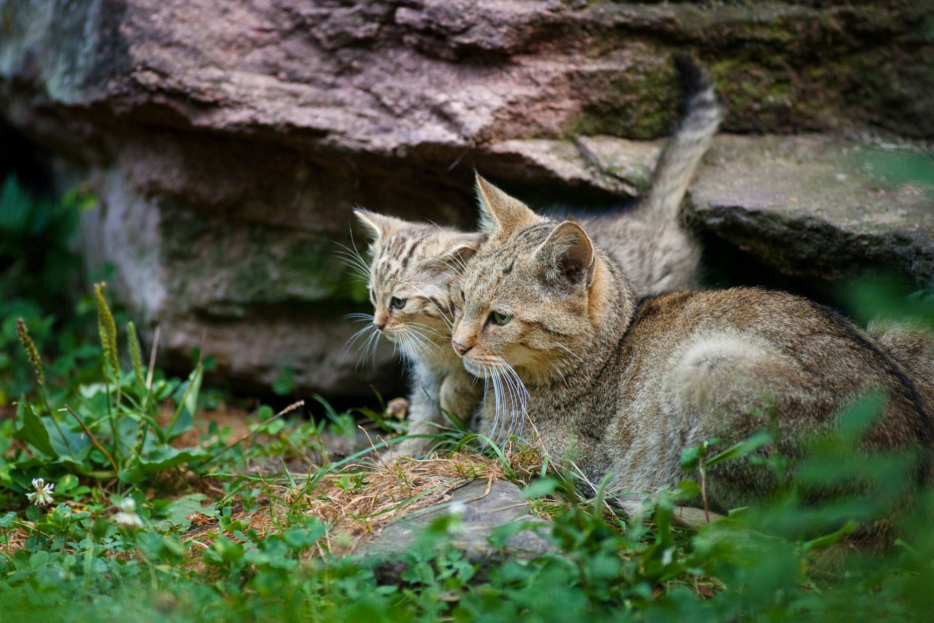 gatto grigio sdraiato gattino vicino