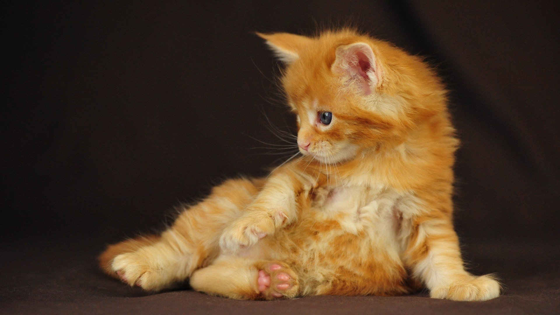 chaton rousse assis maine coon