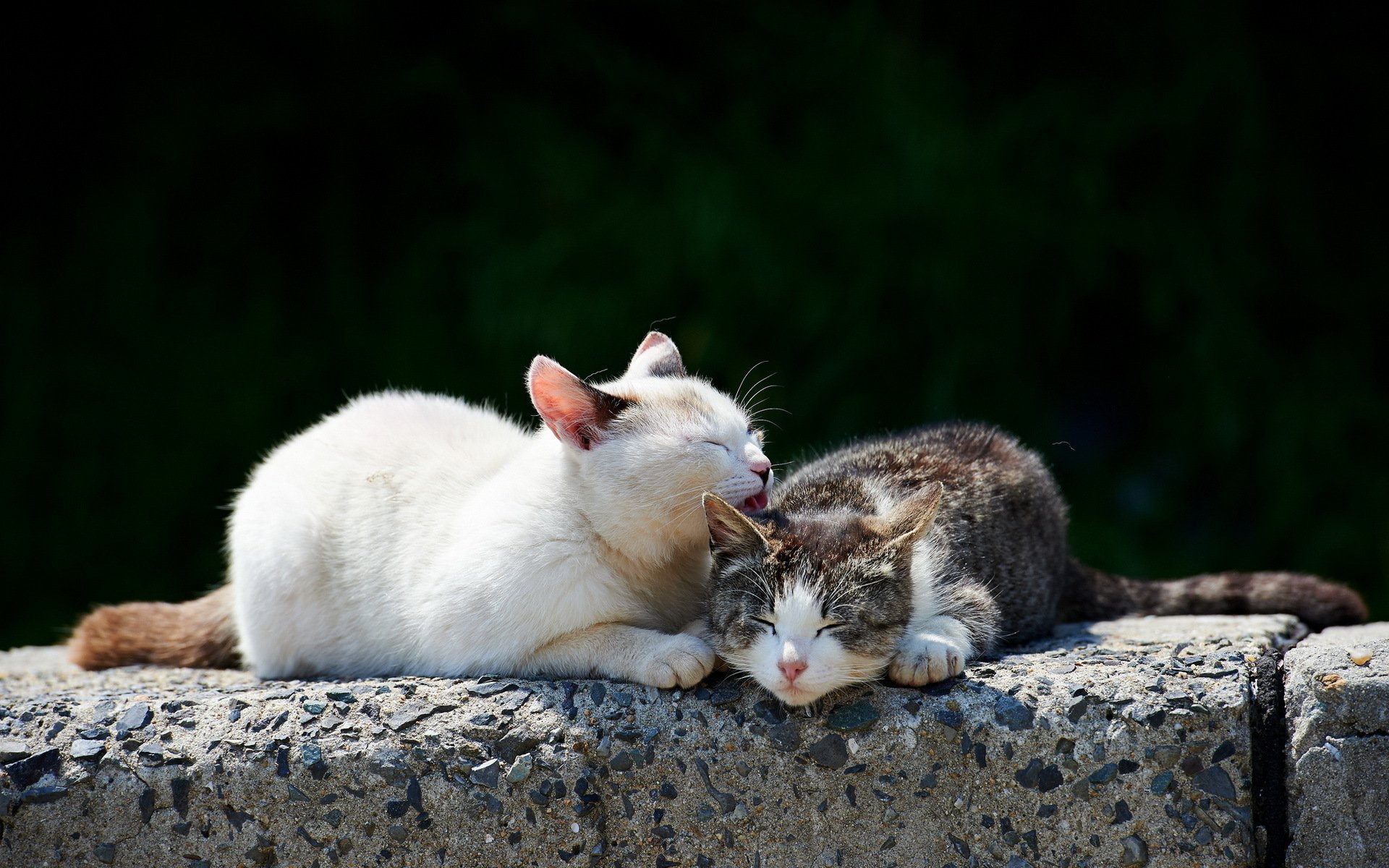 gatos lavado de cara piedra luz