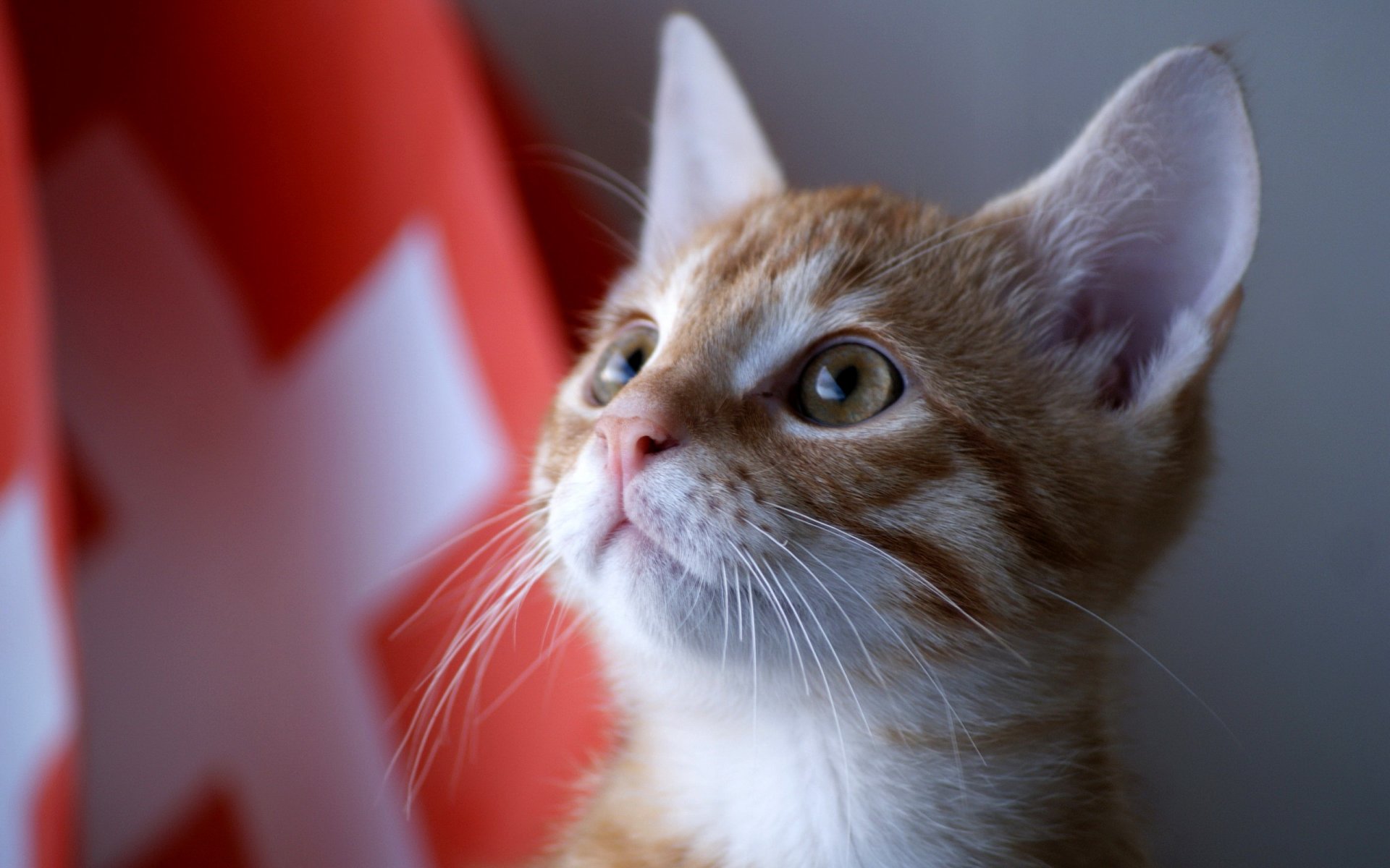 chat regard yeux