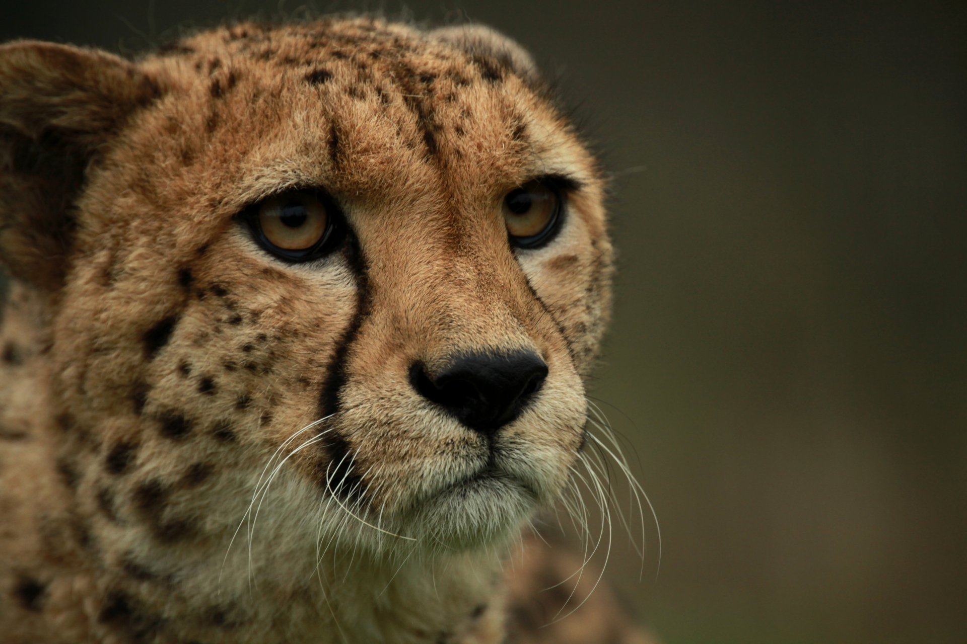 cheetah cat face view