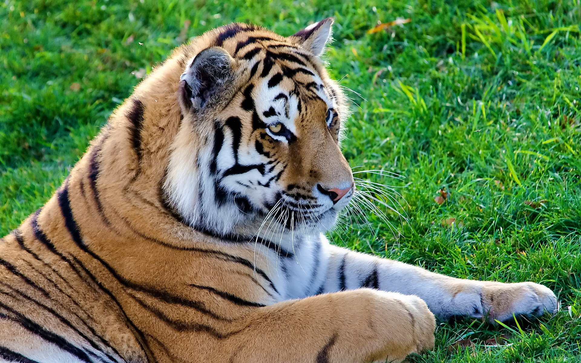 tigre hocico mentira bigote rayas en la hierba