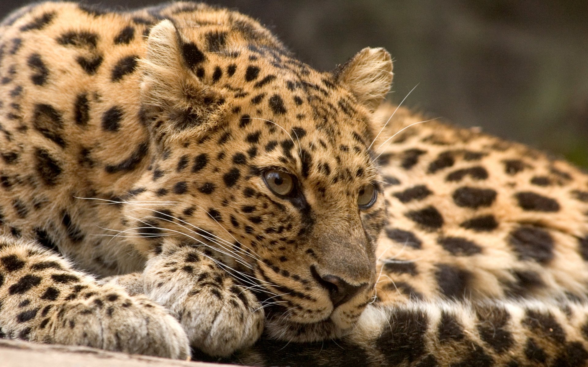 leopardo bestia depredador gato descanso mirada