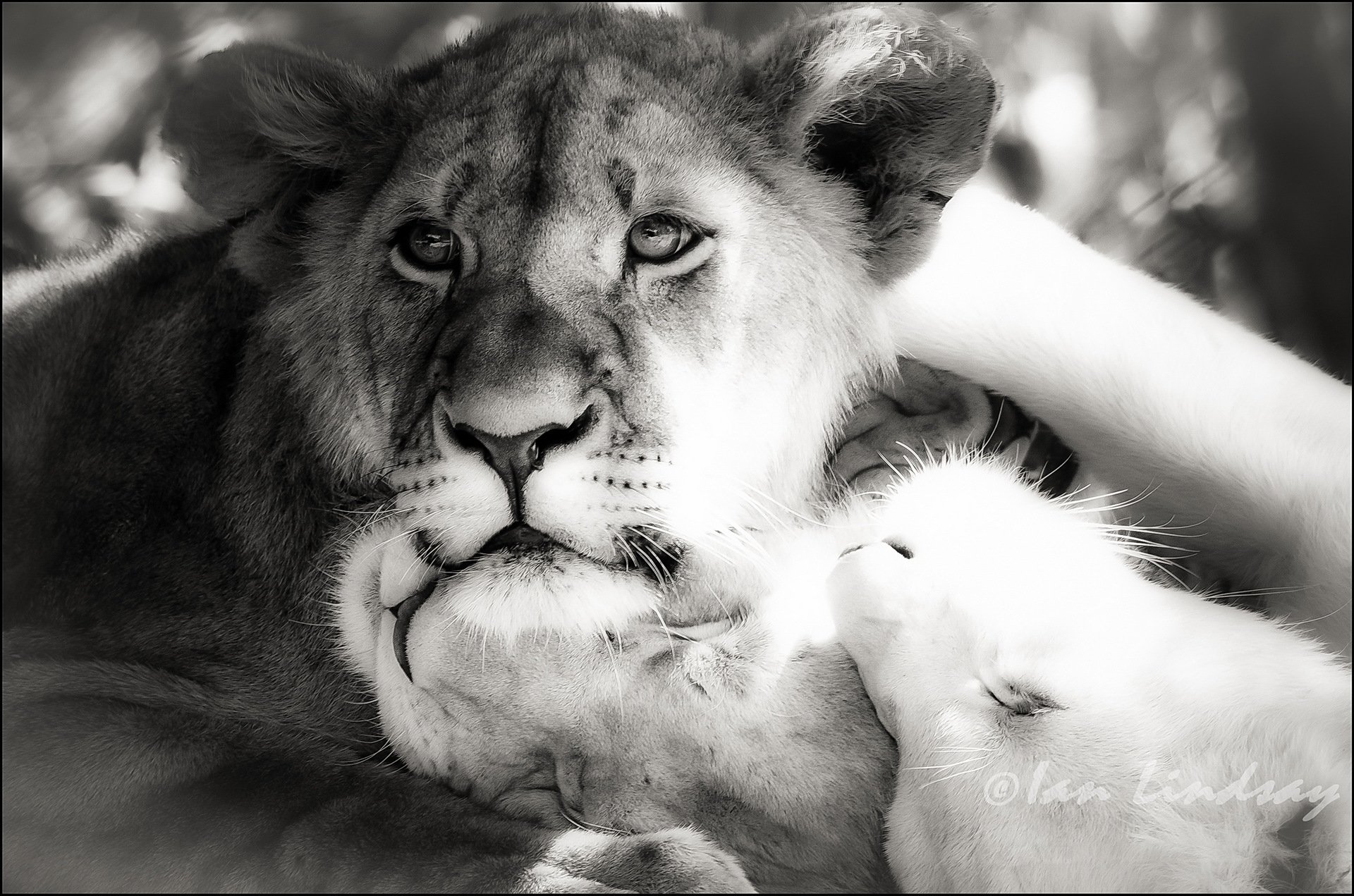 leo lions black-and-white photo b / w photoshop