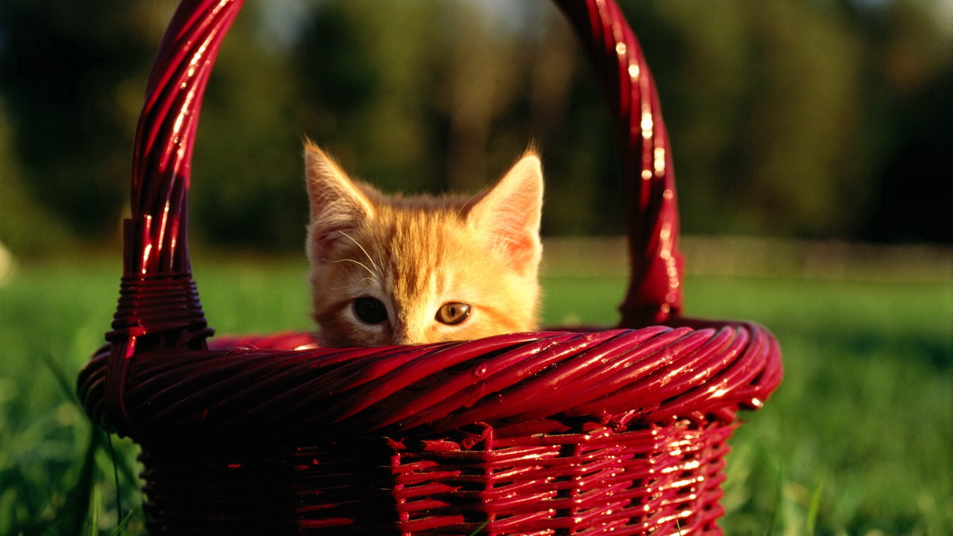 gattino cestino fa capolino sveglio