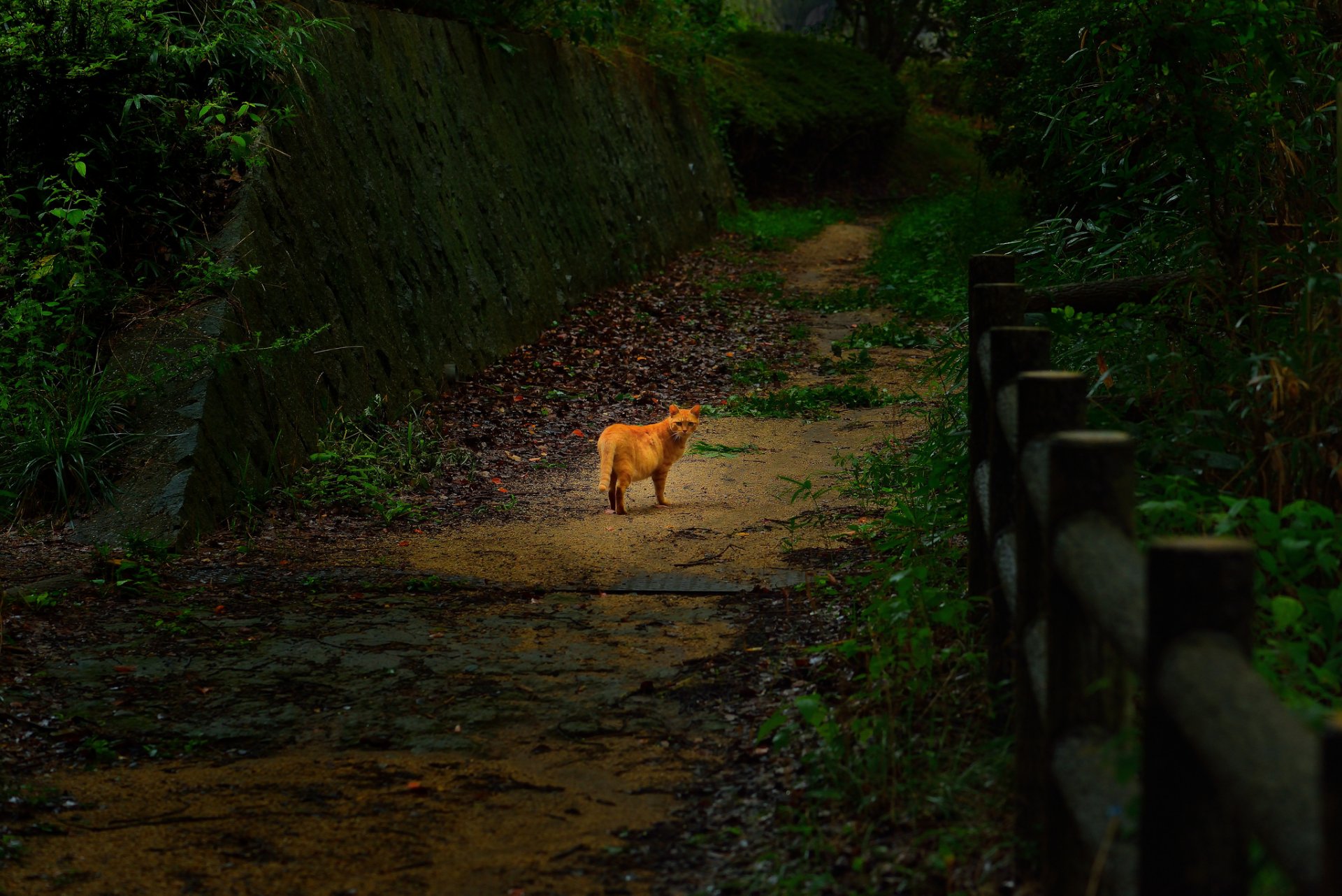 parc clôture route chat chat rouge