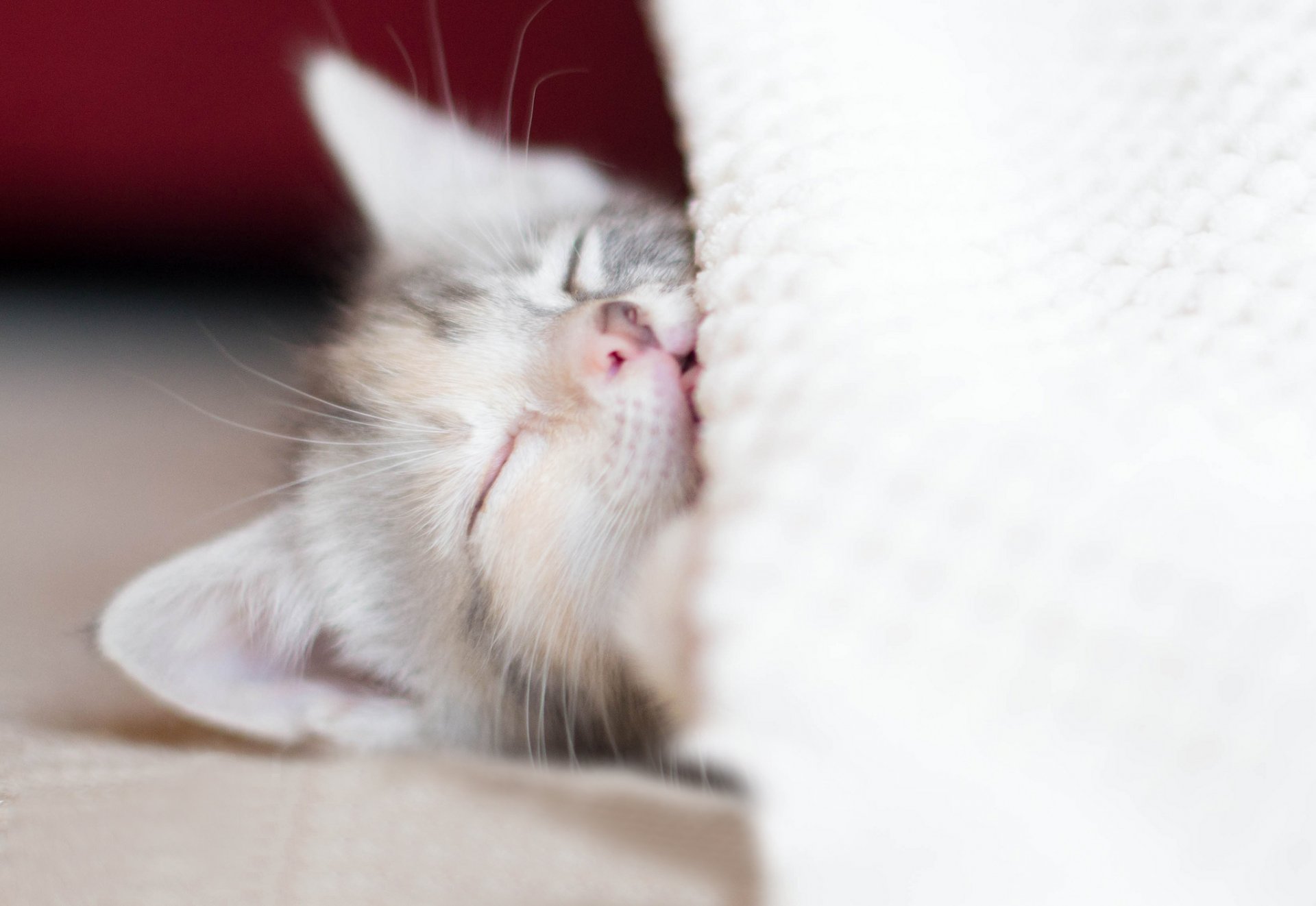 chaton bébé sommeil repos