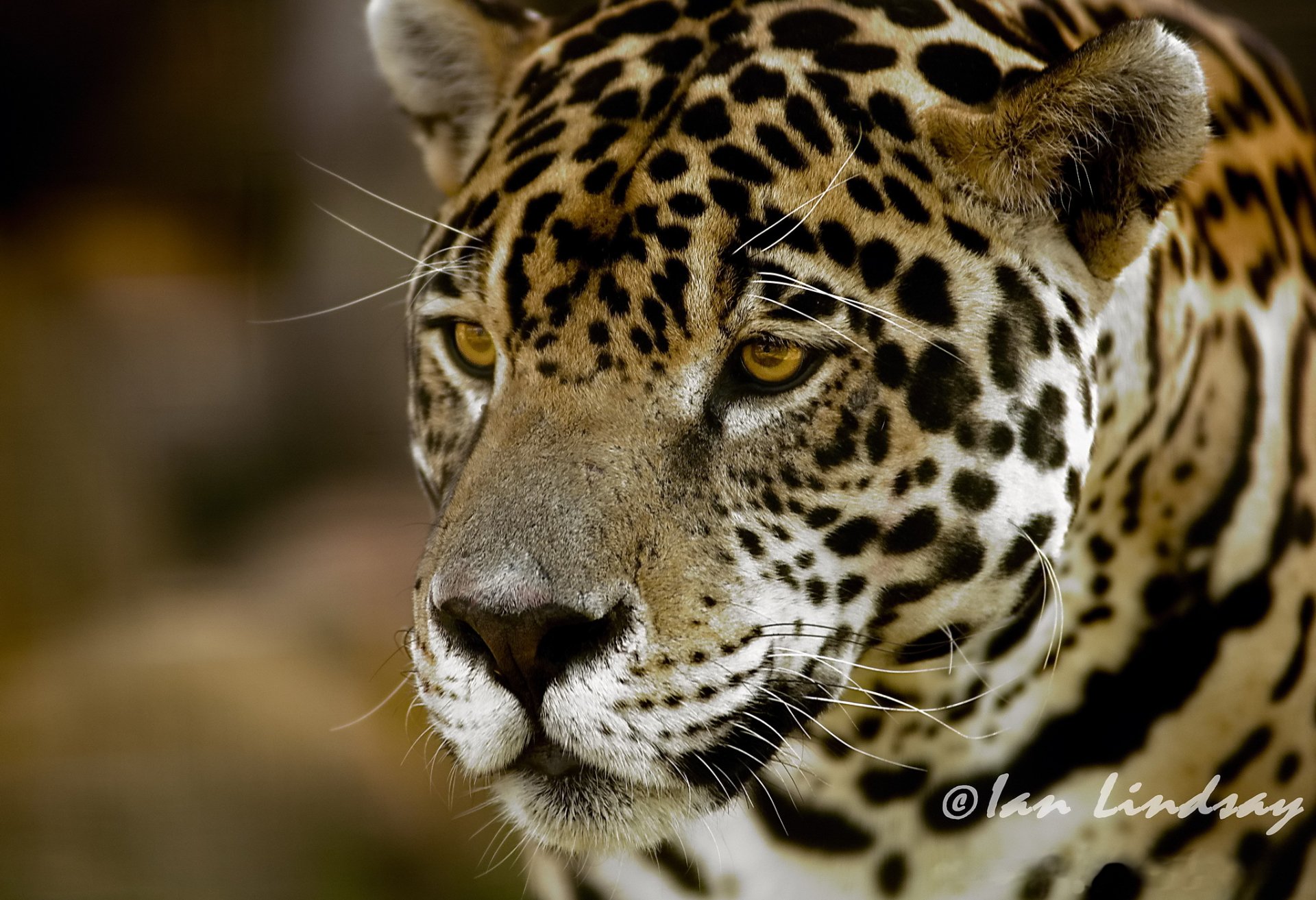 jaguar museau regard prédateur