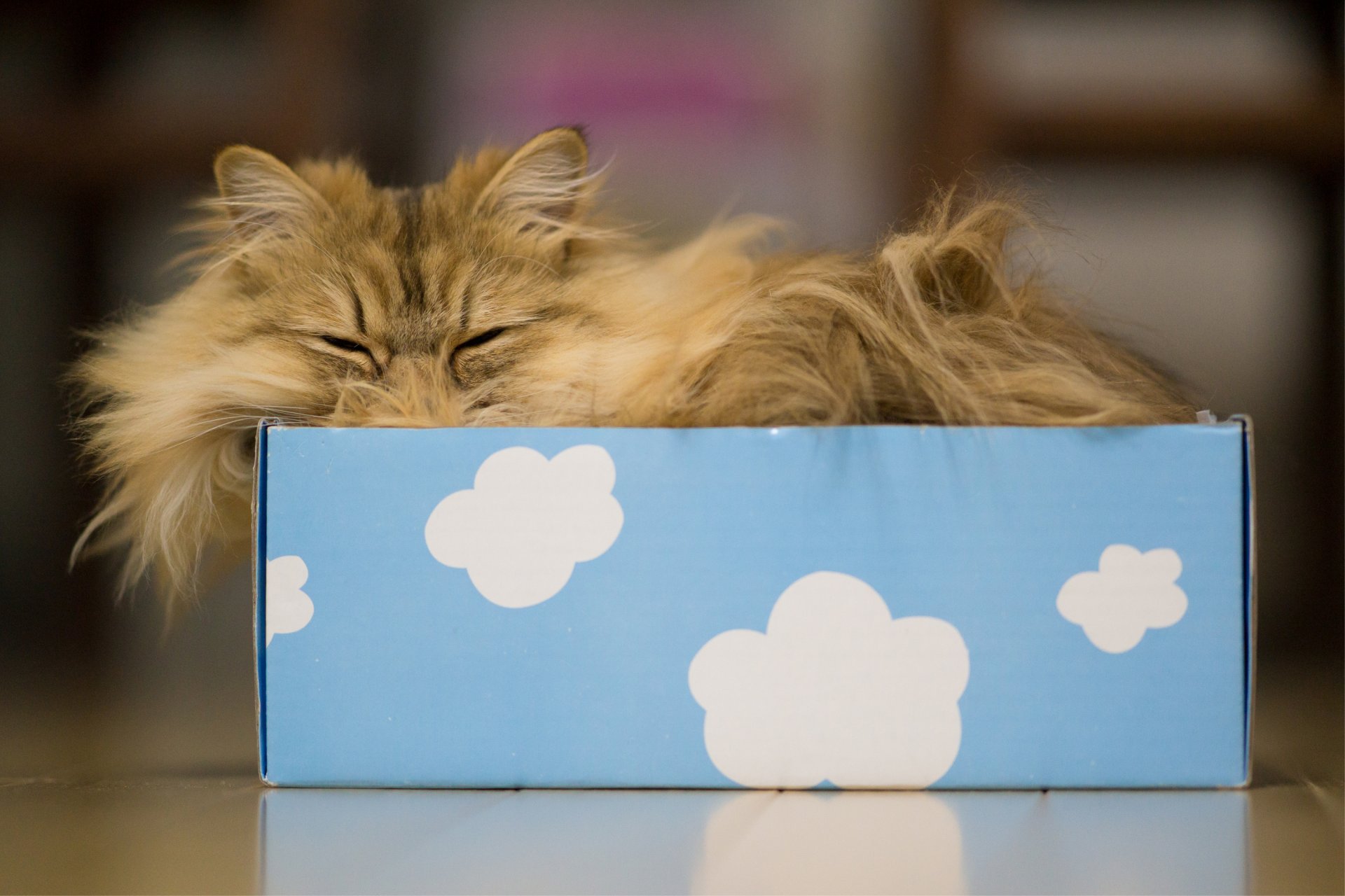 kamille benjamin tord ben tord katze box wolken schlaf