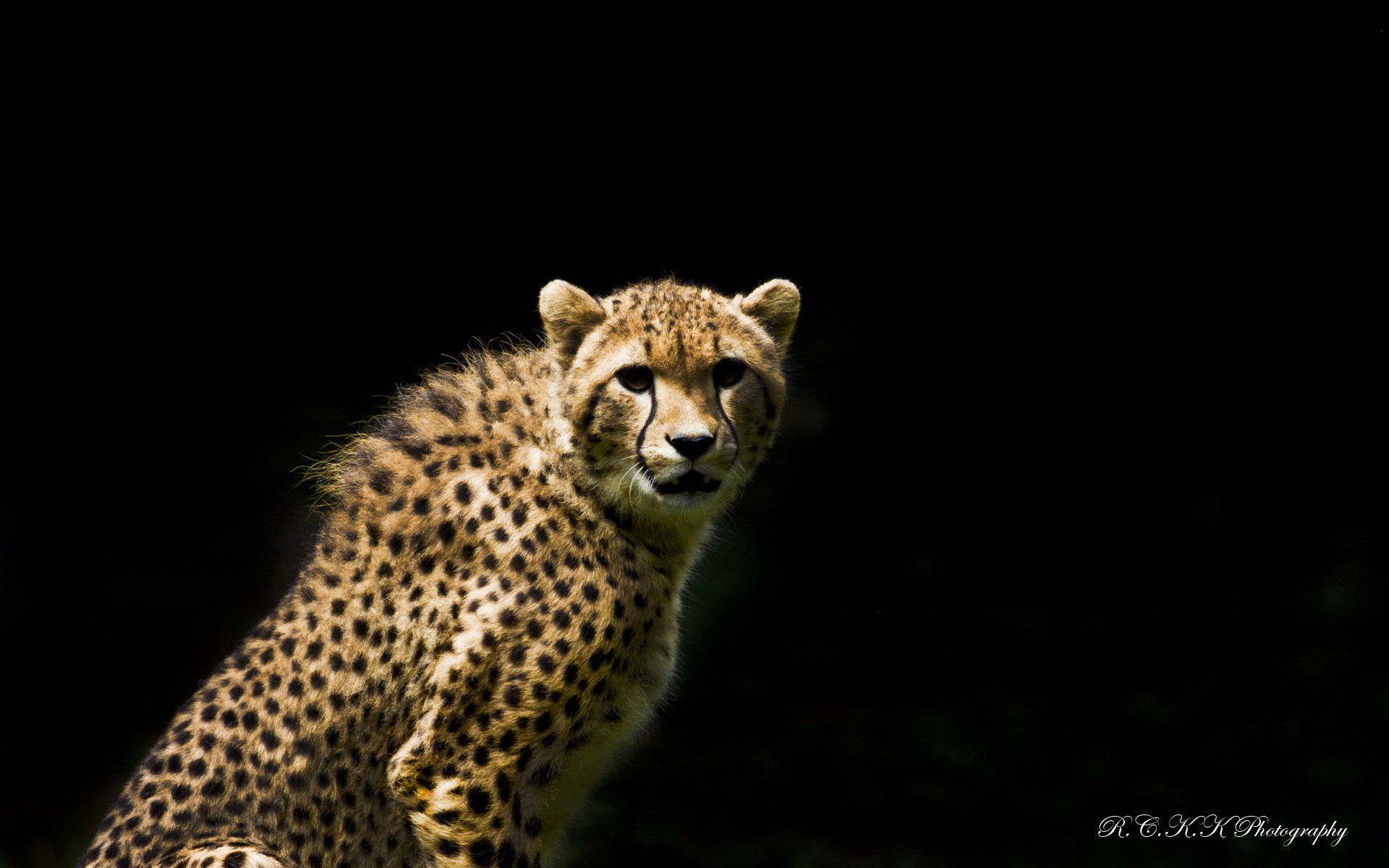 gepard raubtier blick