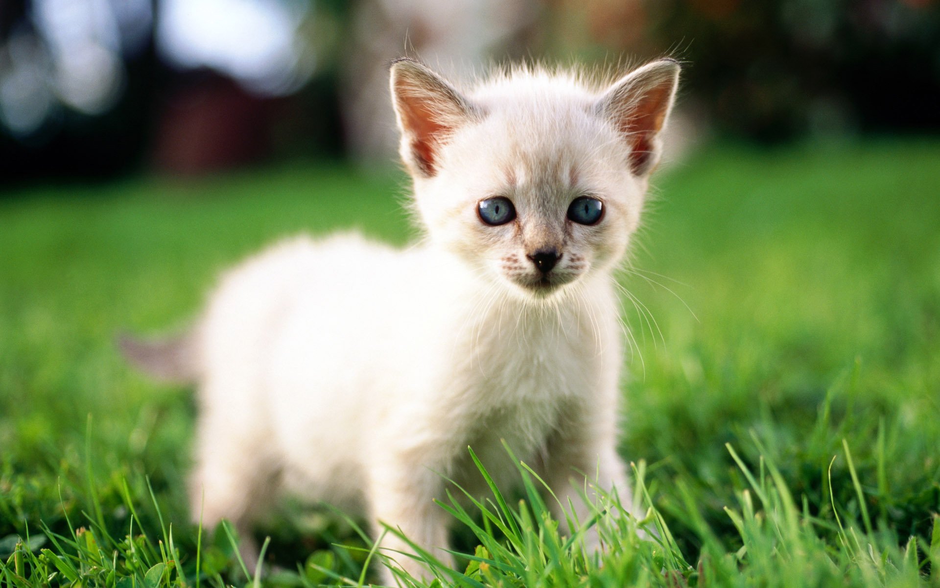 chat chat chaton herbe gros plan blanc