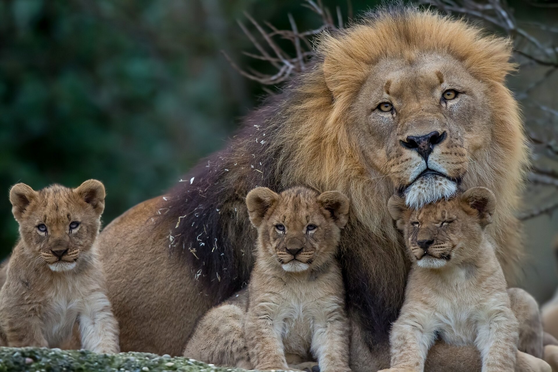 leones león cachorros gatitos cachorros paternidad melena