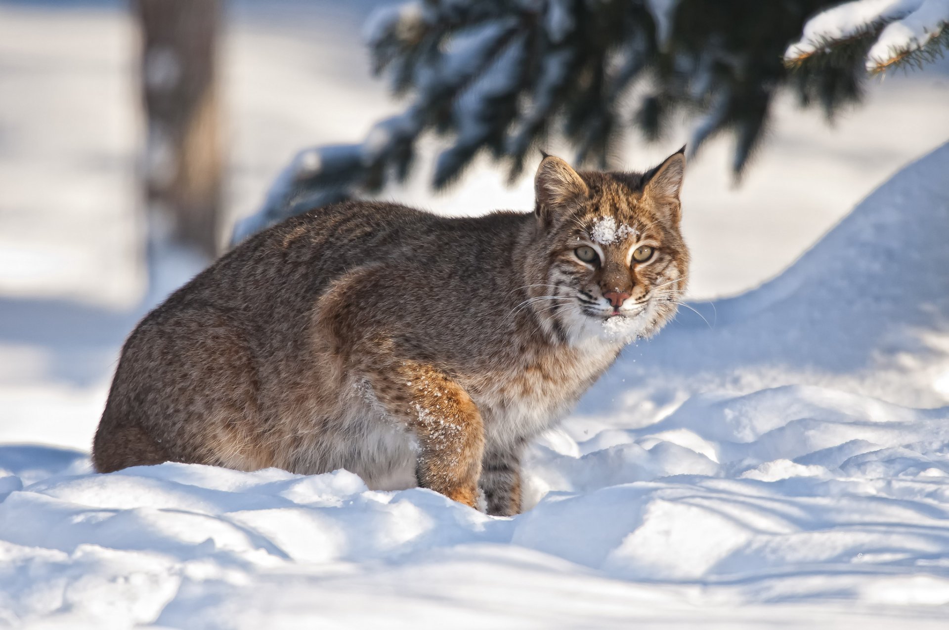 lynx neige hiver