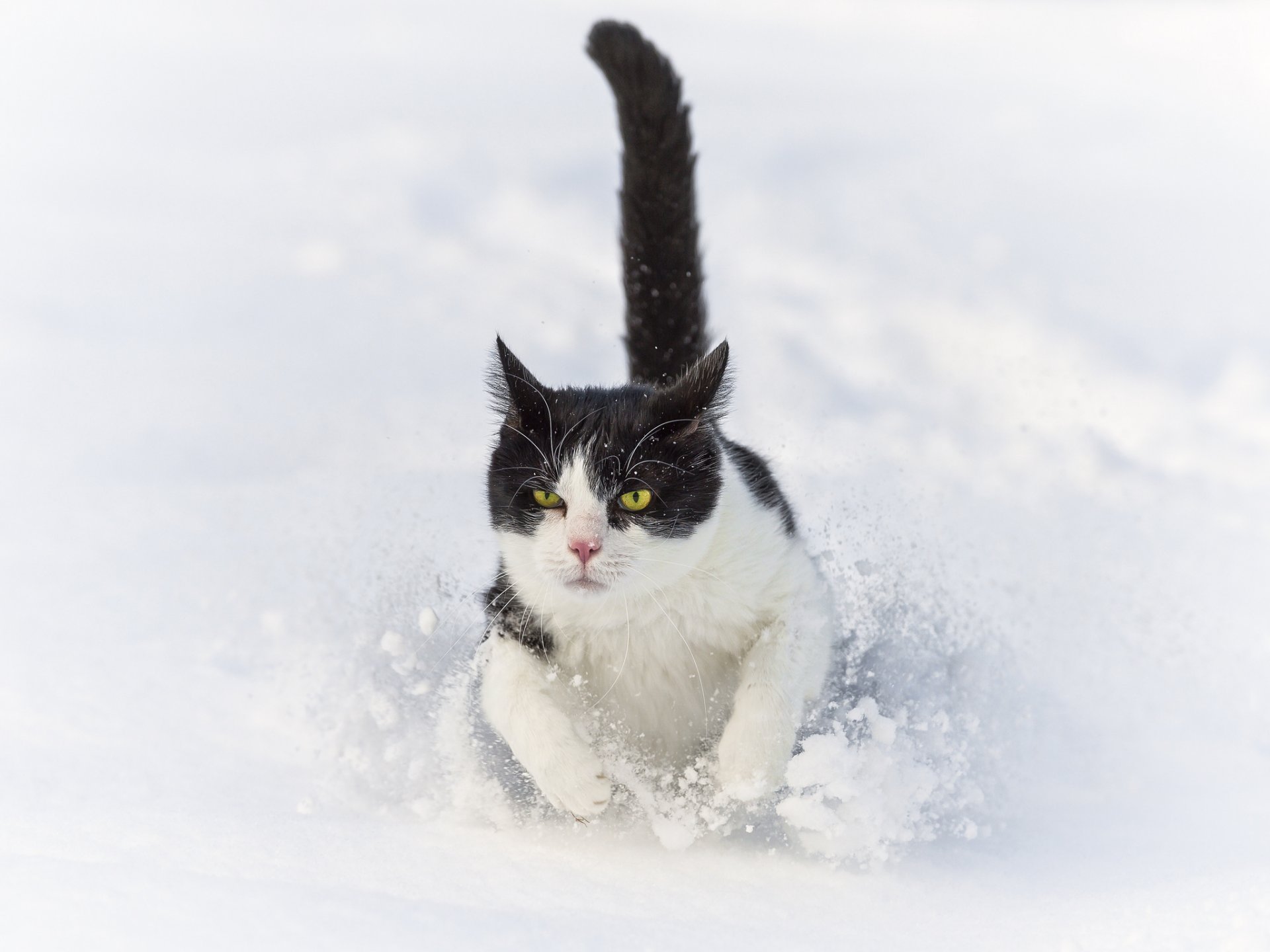 cat cat snow winter running snowdrift ©tambako the jaguar