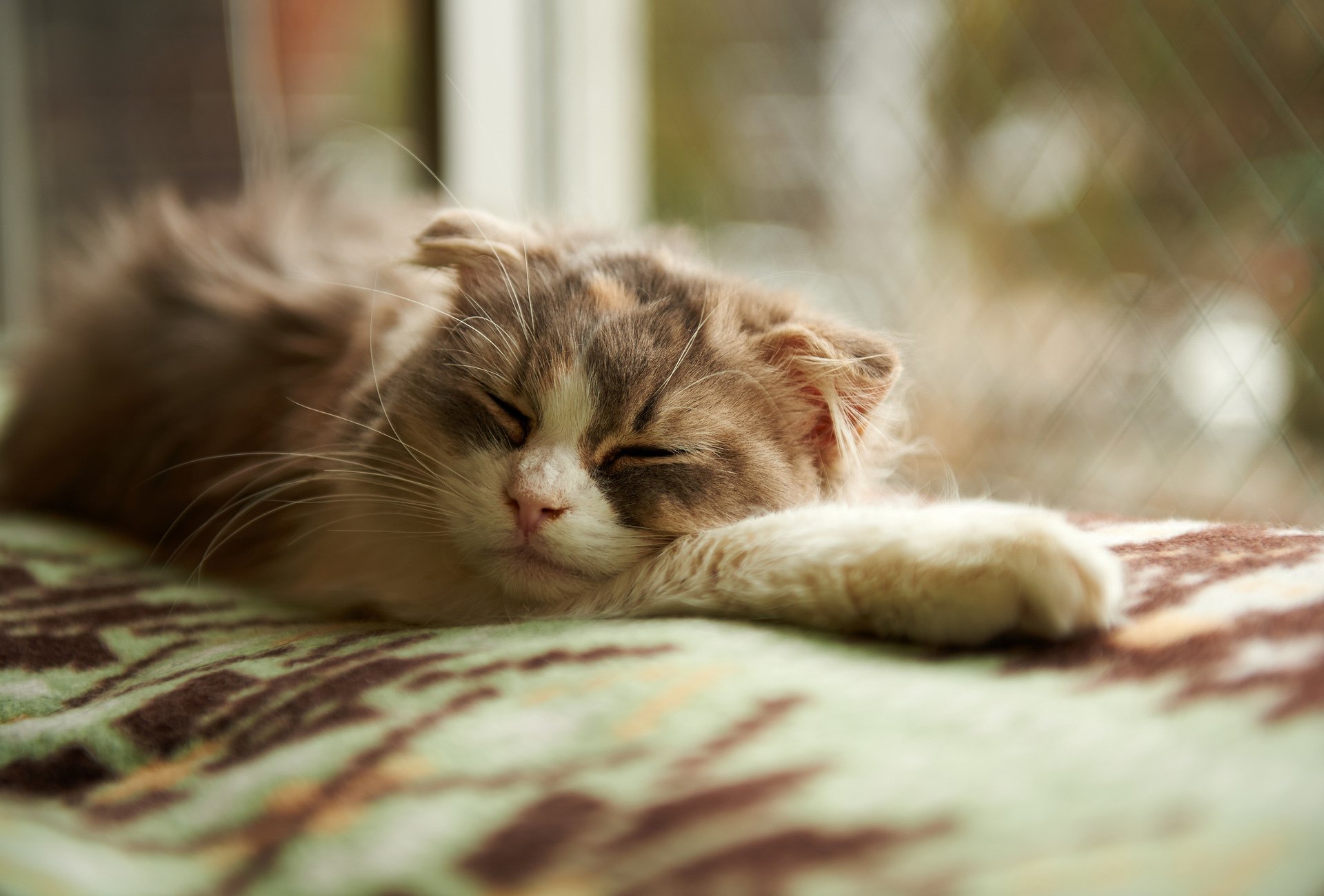 katze schläft schlafen decke fenster