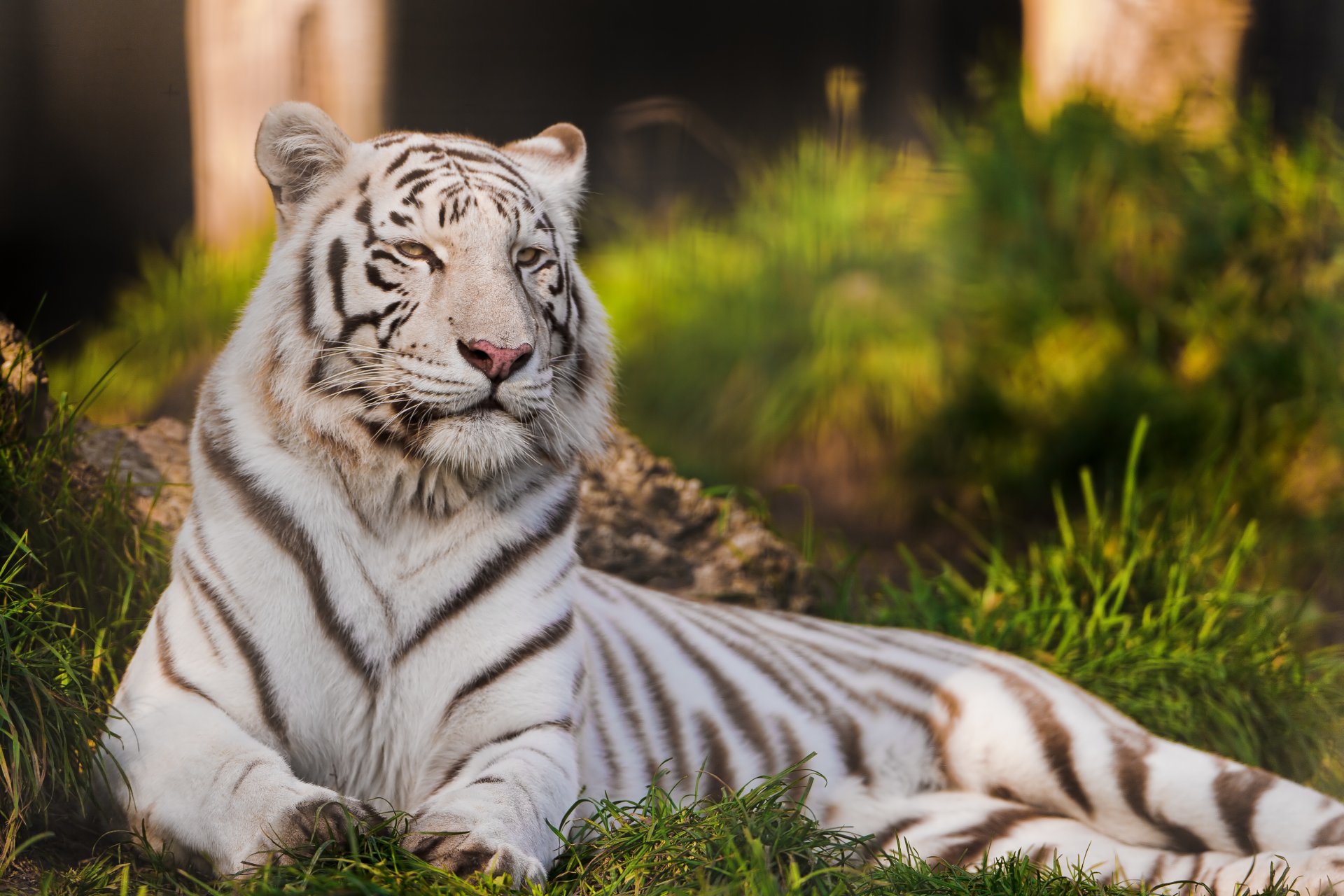 tigre tigre blanco gato depredador