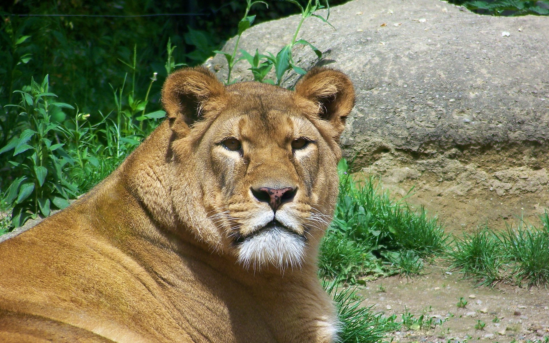 león leona hocico mirada depredador