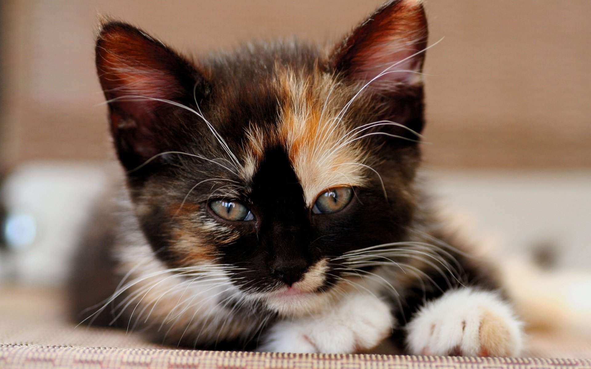 gatito tricolor cara mirada