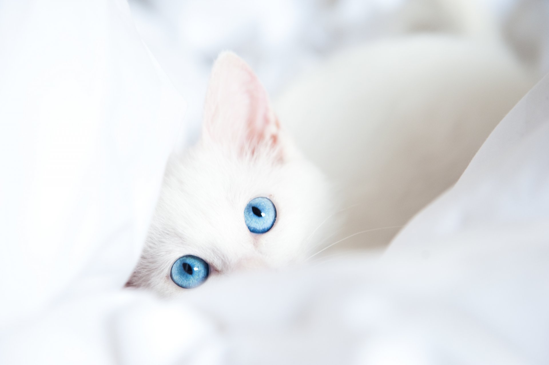 gato blanco ojos azules mirada manta