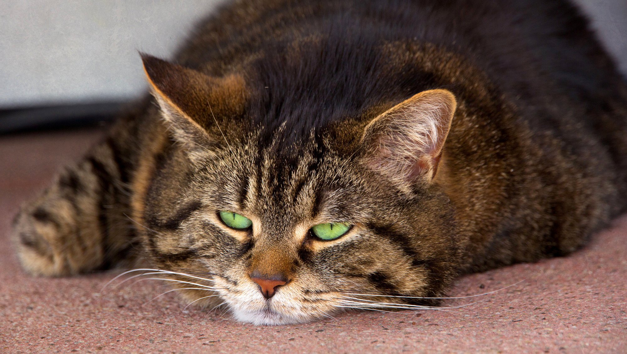 cat striped cat lying eyes green muzzle mustache ear