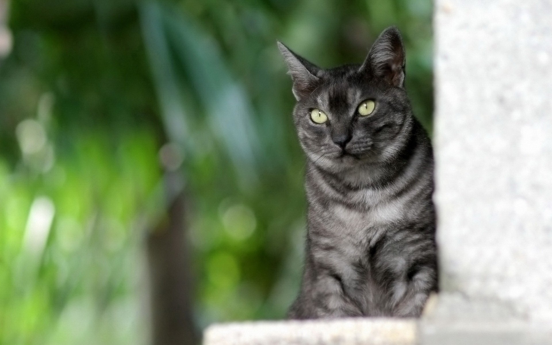 cat grey striped sitting green background