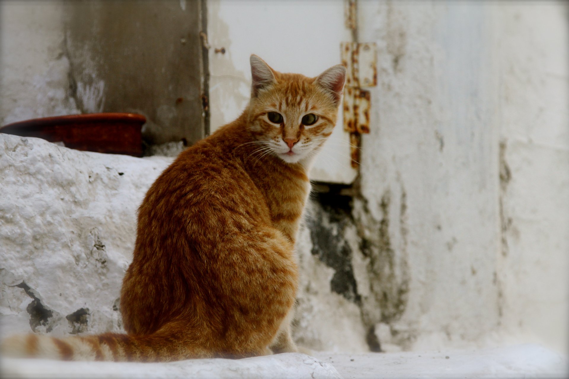 gato gato pelirroja al aire libre fondo