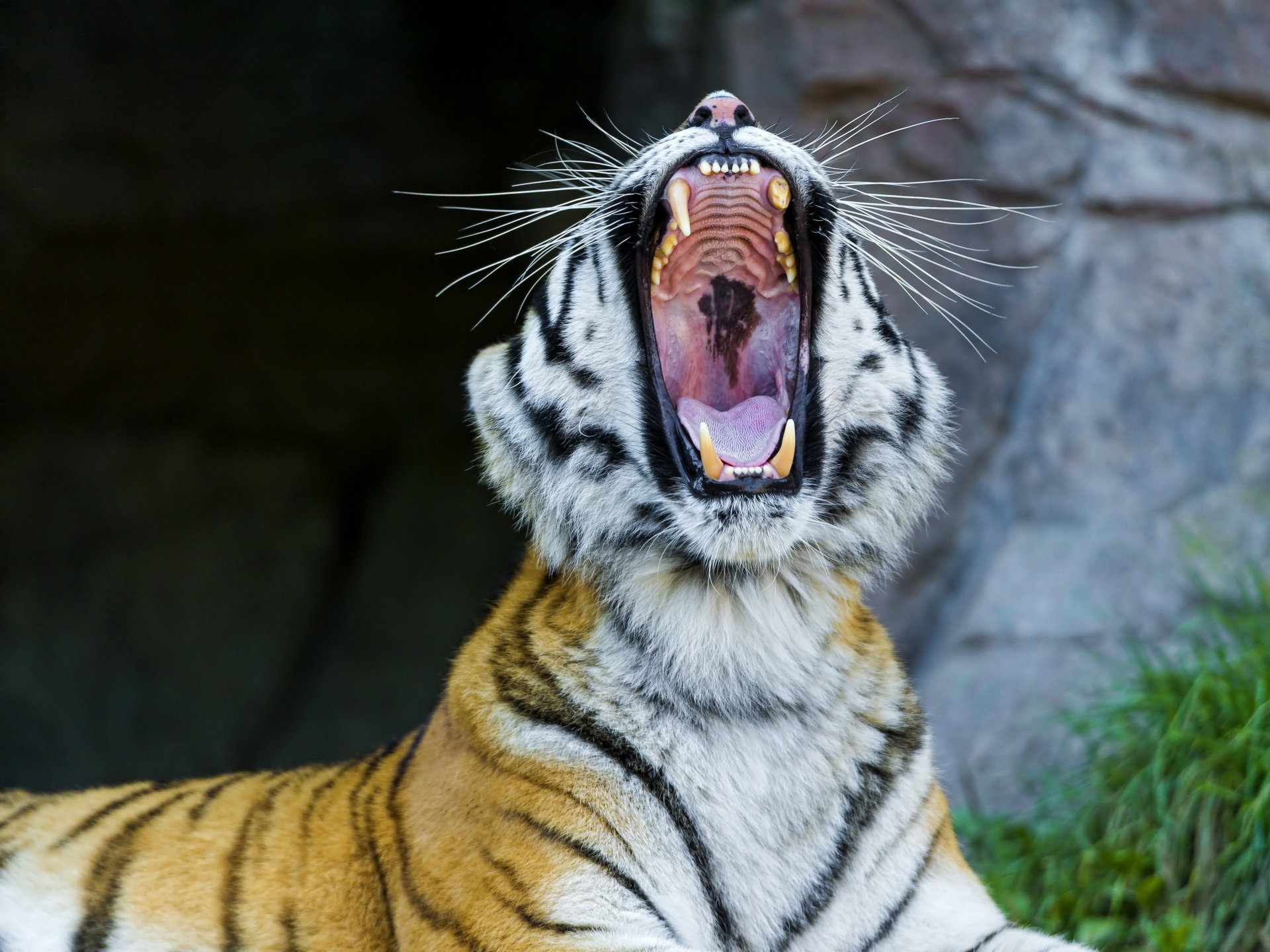 tigre de amur gato salvaje hocico bostezos fauces colmillos