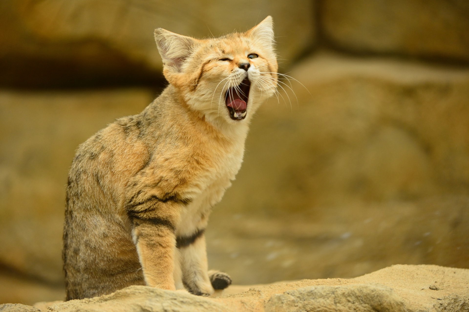 samtkatze sandkatze zunge katze blick sandkatze gähnt