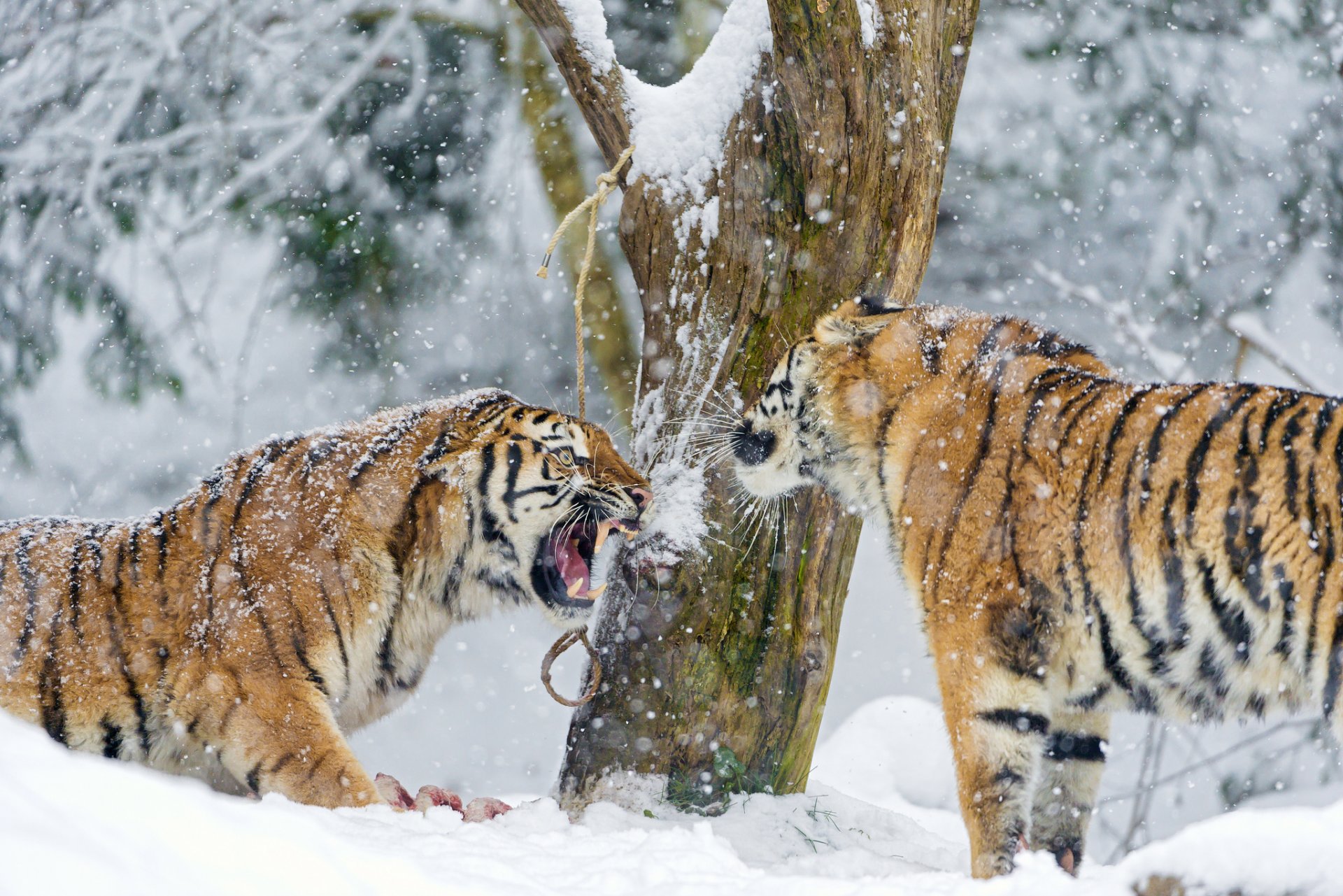 amur tiger big cat predator the pair fangs snow winter tree