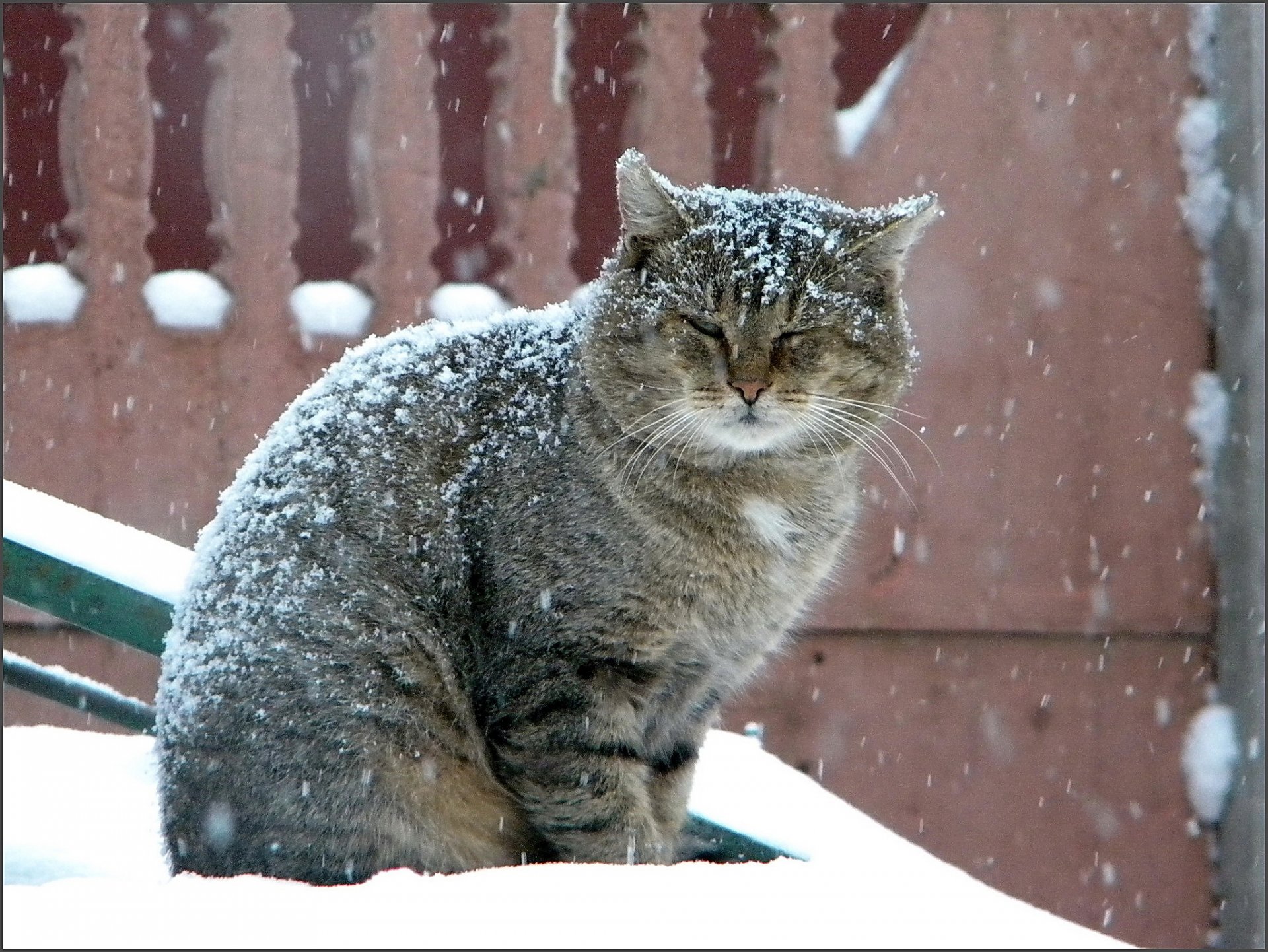 gato grande gris invierno nevadas