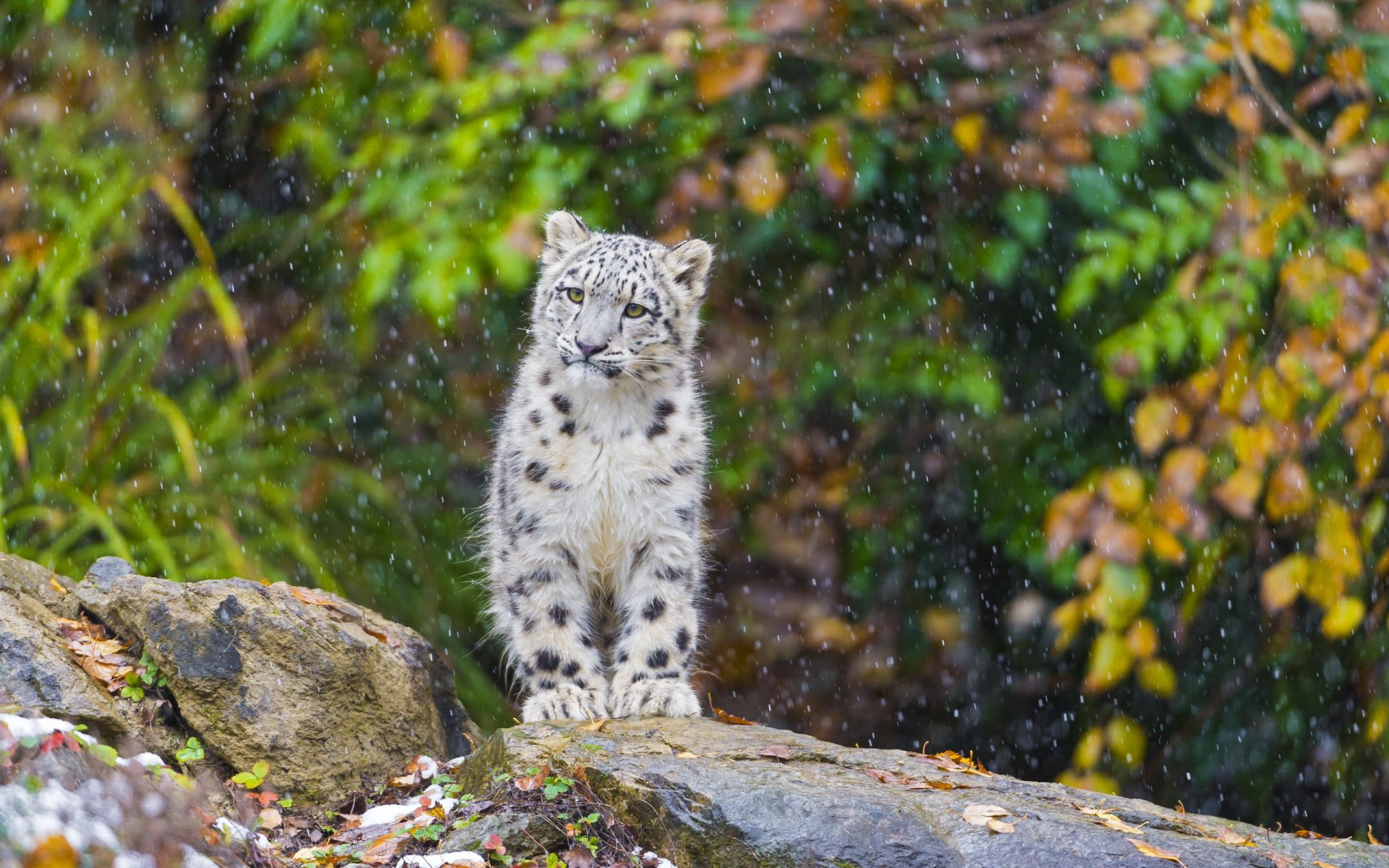 leopardo delle nevi irbis neve