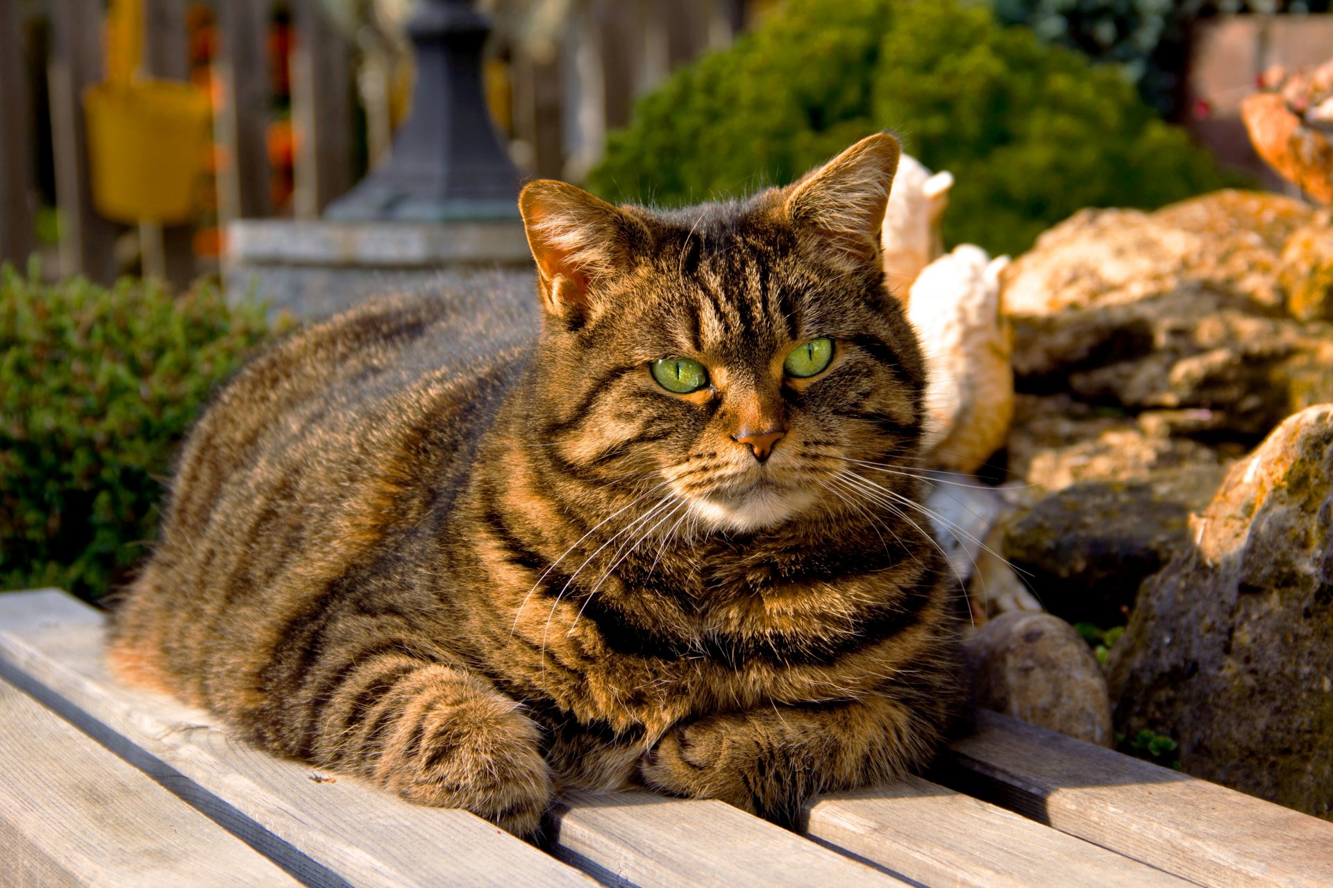 cat cat striped eyes green sitting bench bench