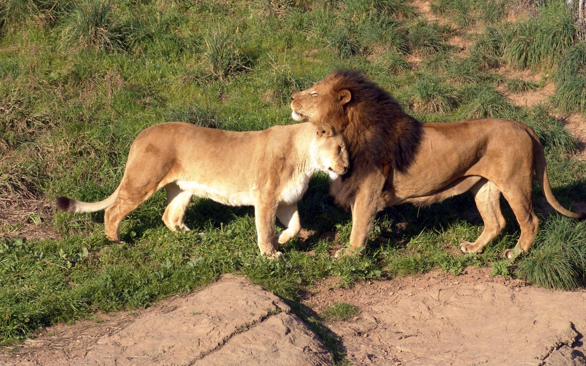 savana erba leoni tenerezza affetto amore