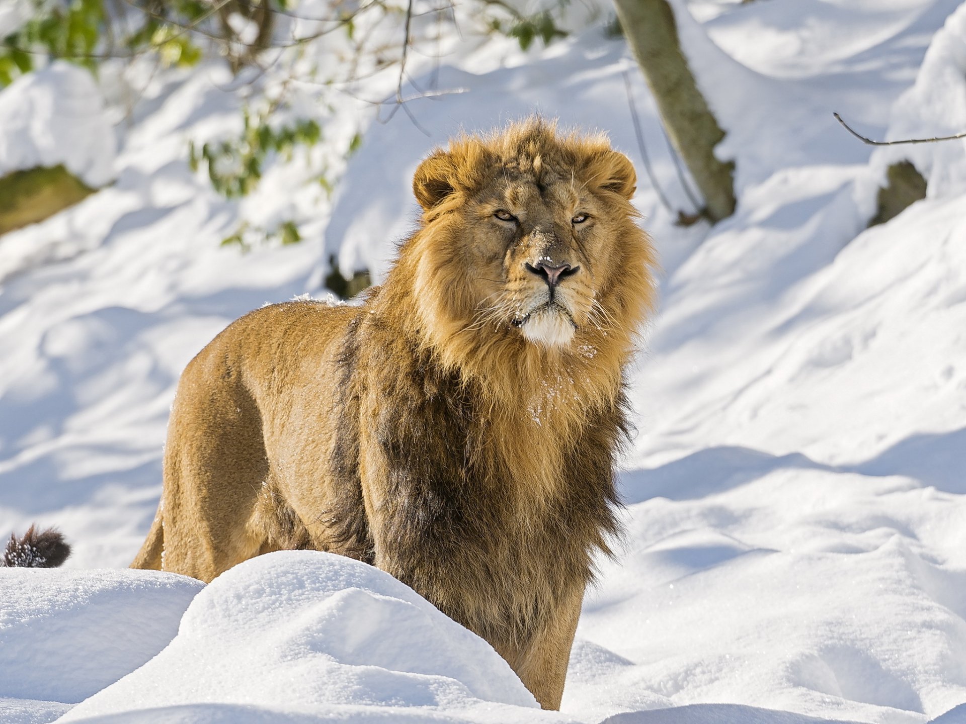 lion asiatique museau crinière prédateur vue neige