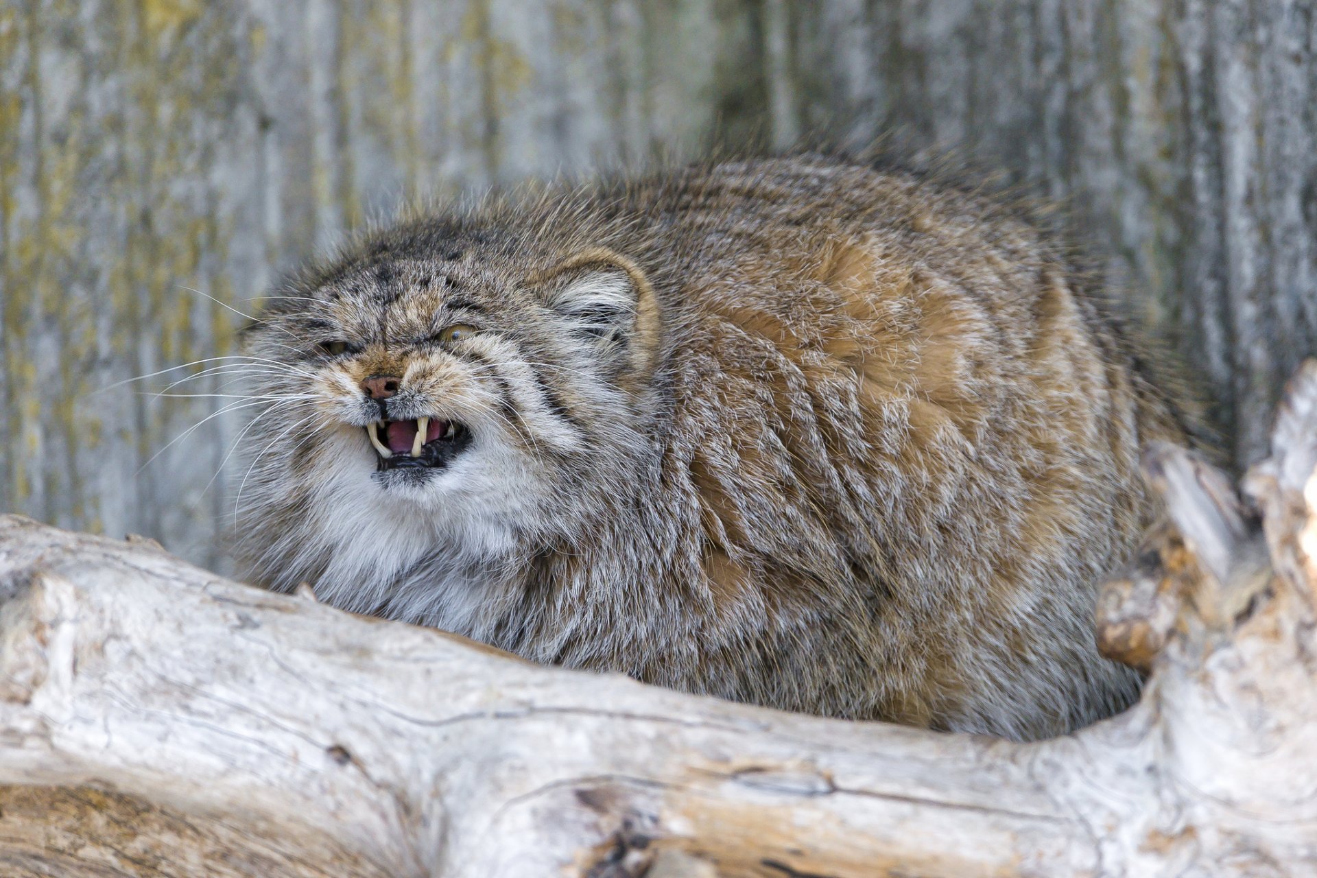 manul kot kły zły futrzany ©tambako the jaguar