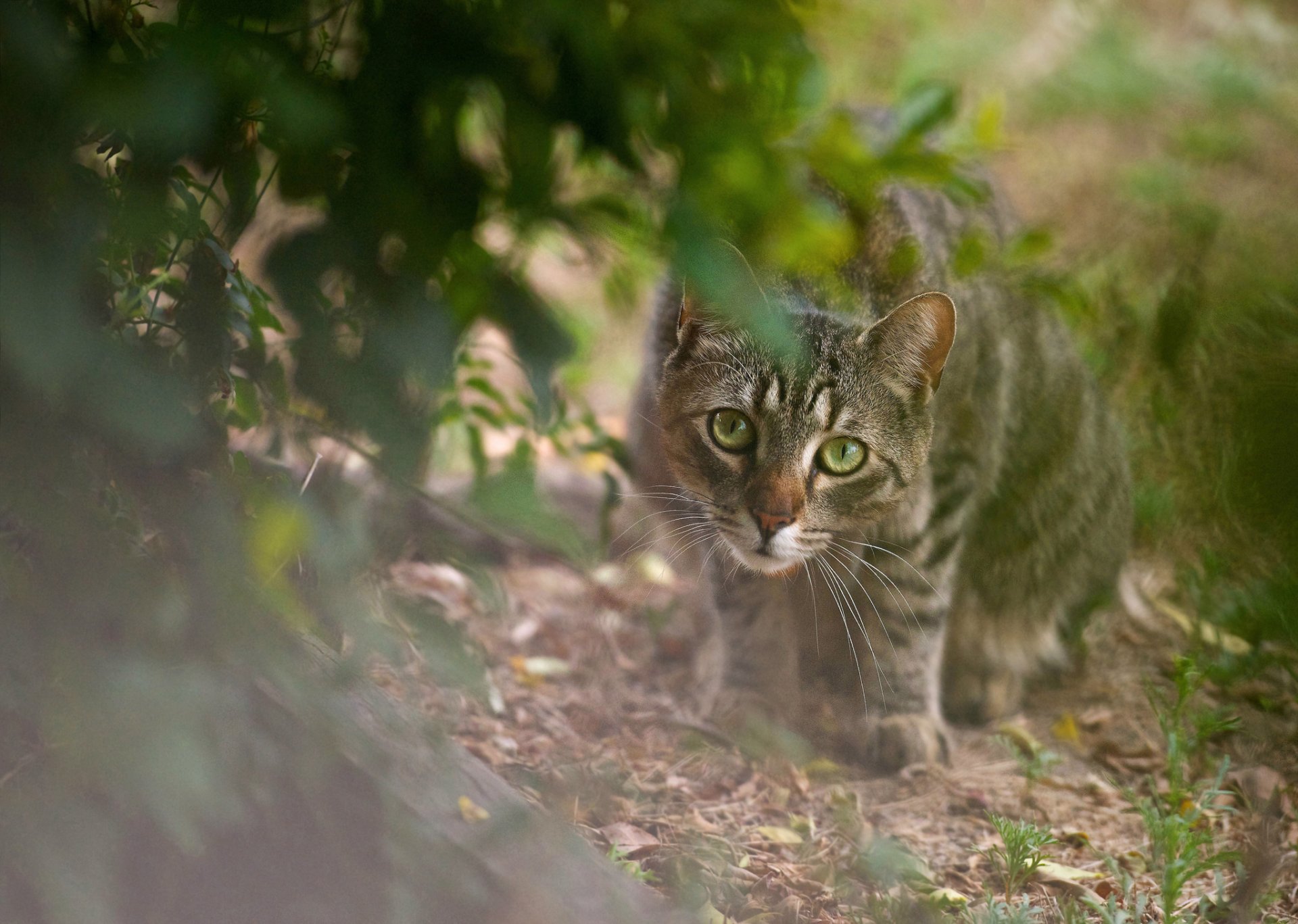 buisson feuilles chat gris vue prédateur