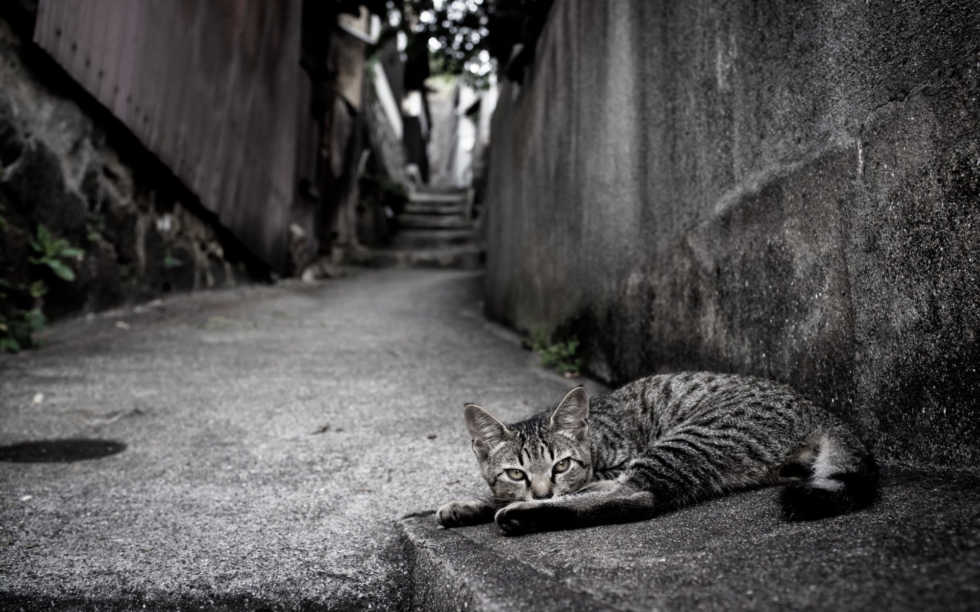 katze blick straße