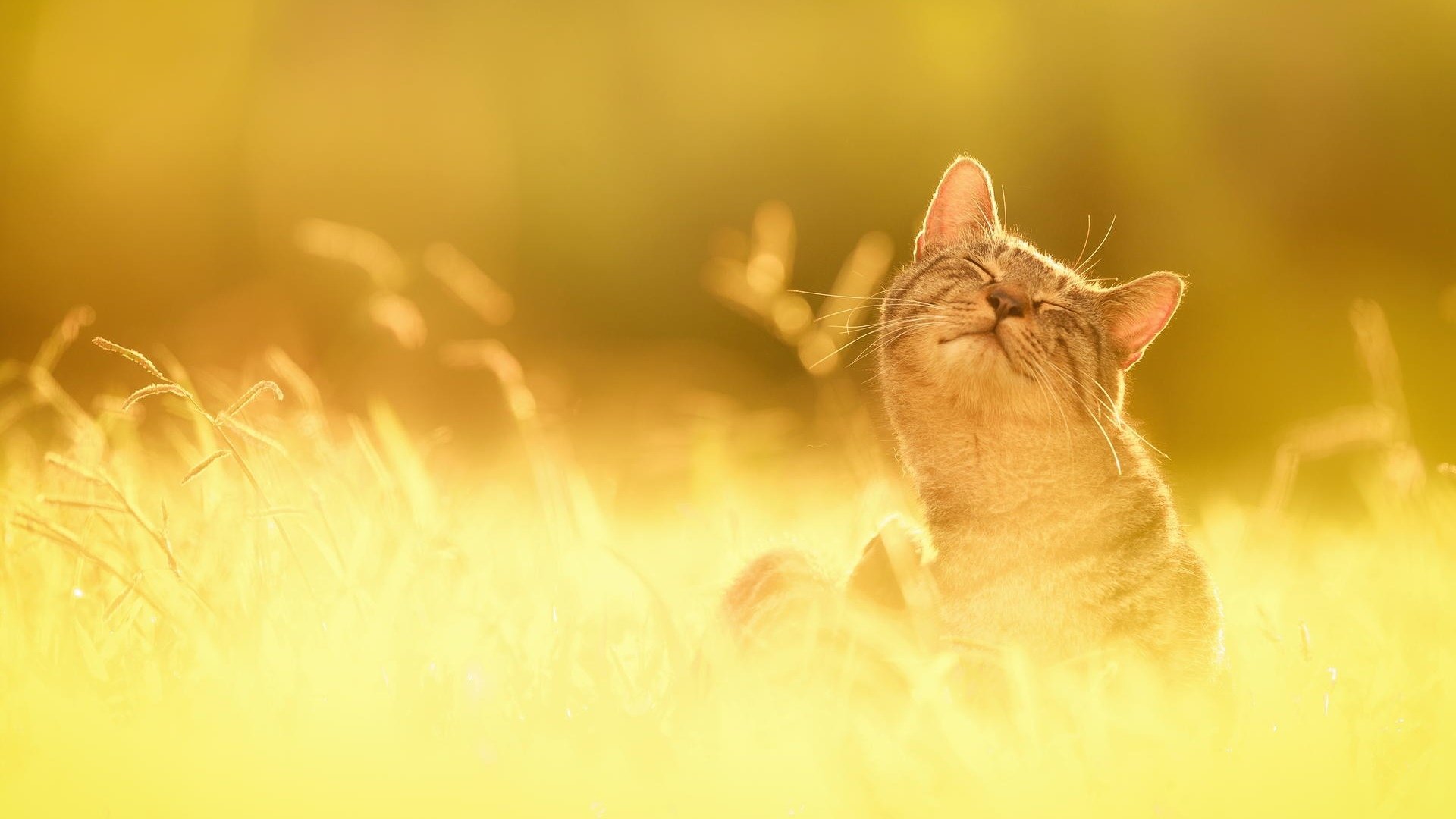 cat happiness grass sun nature