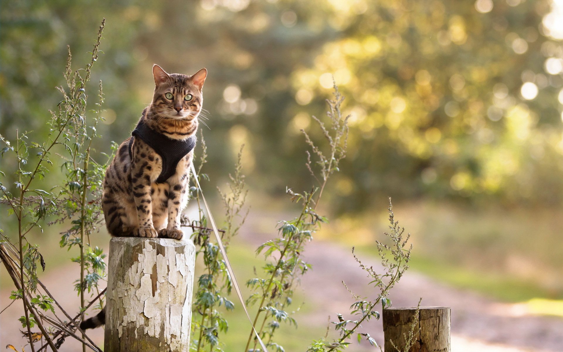 cat view nature