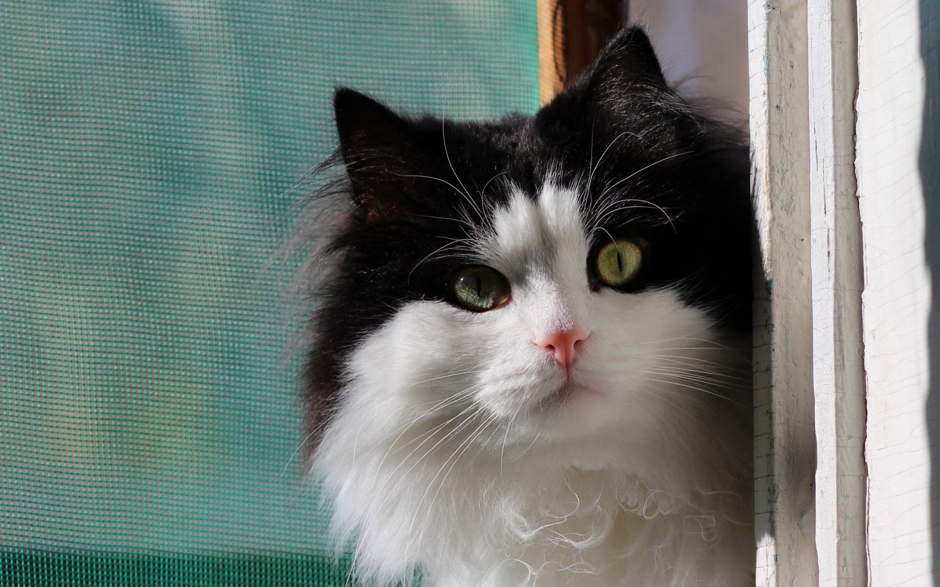 chat fenêtre fond